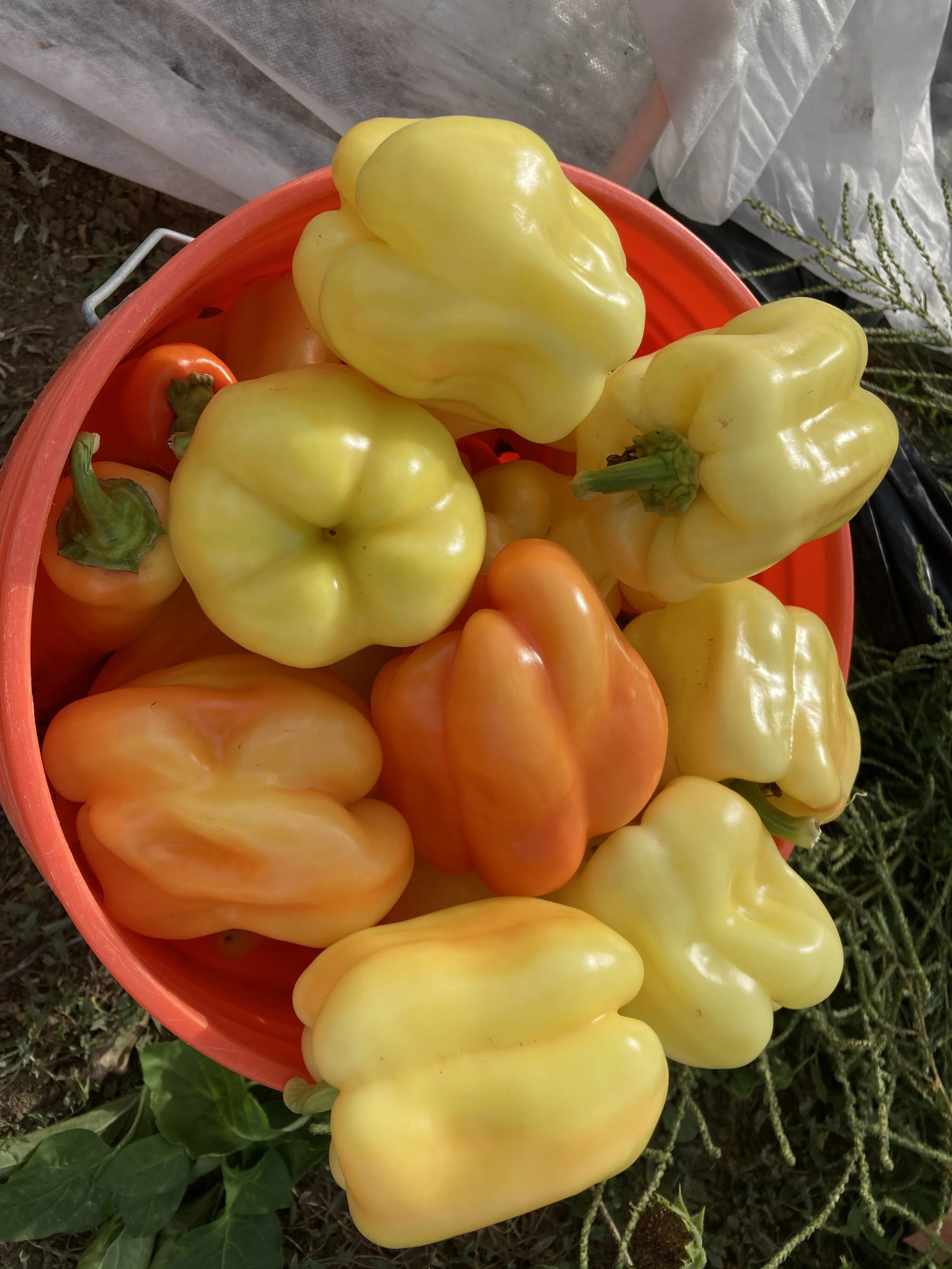 bell peppers.jpg