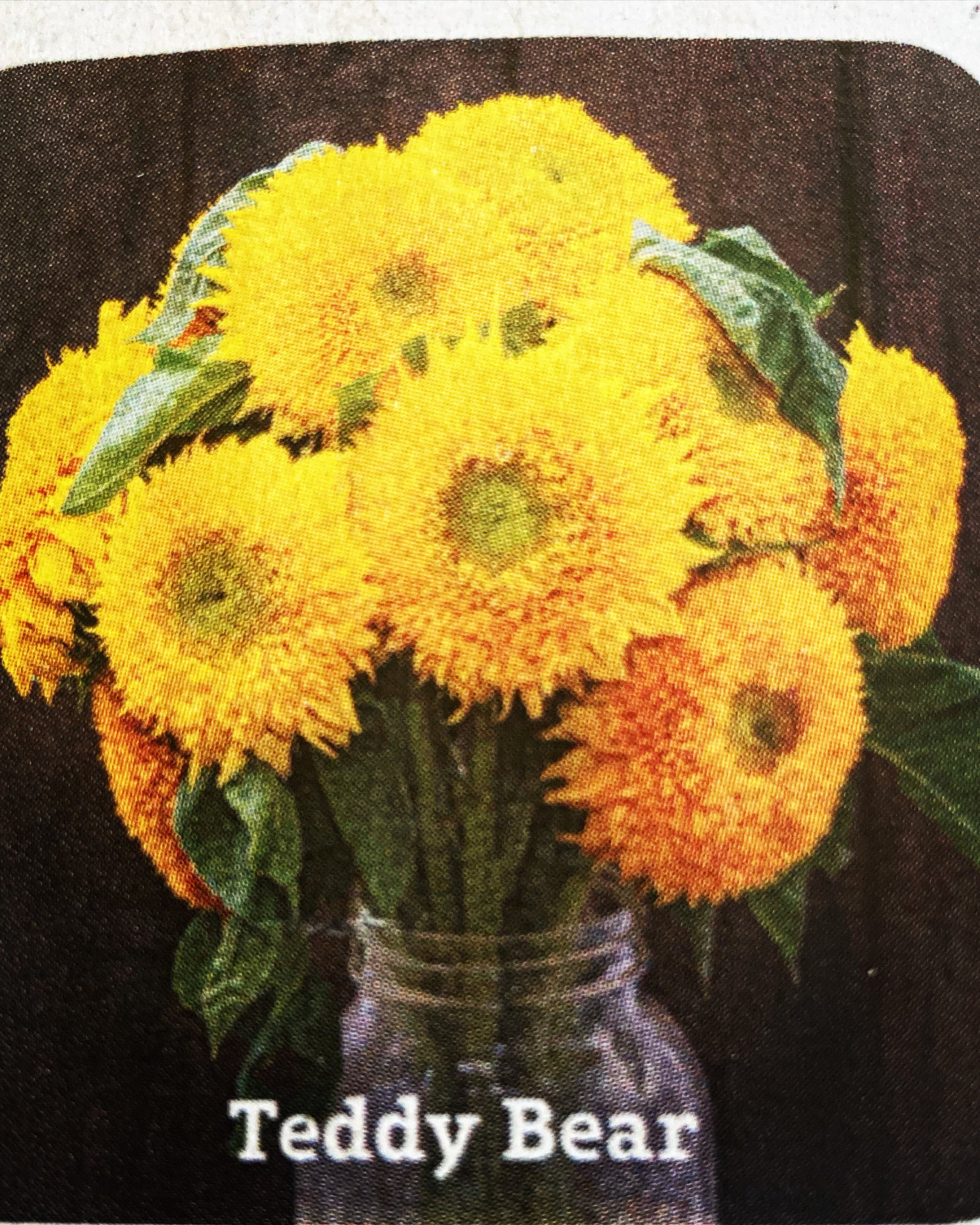 ukrane sunflowers.JPG