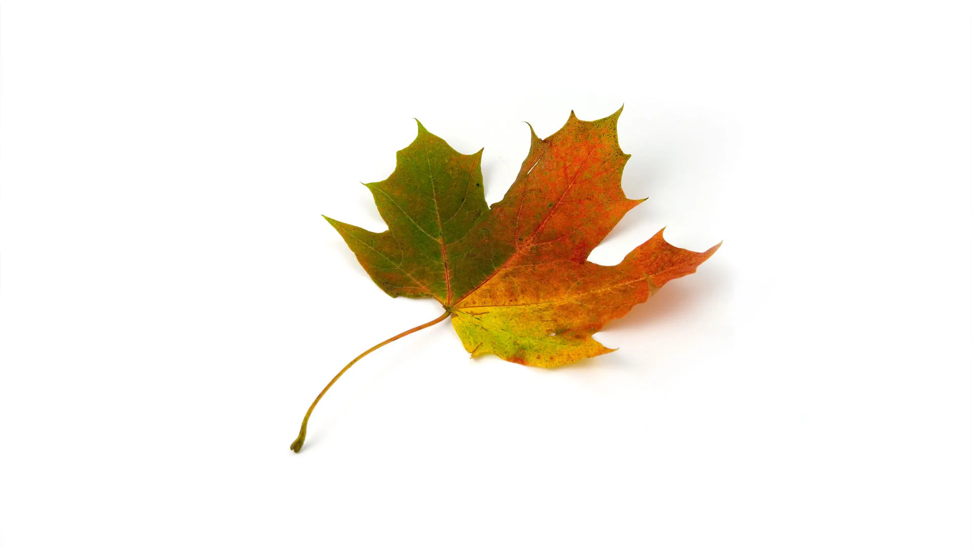 great-canadian-mint3.jpg