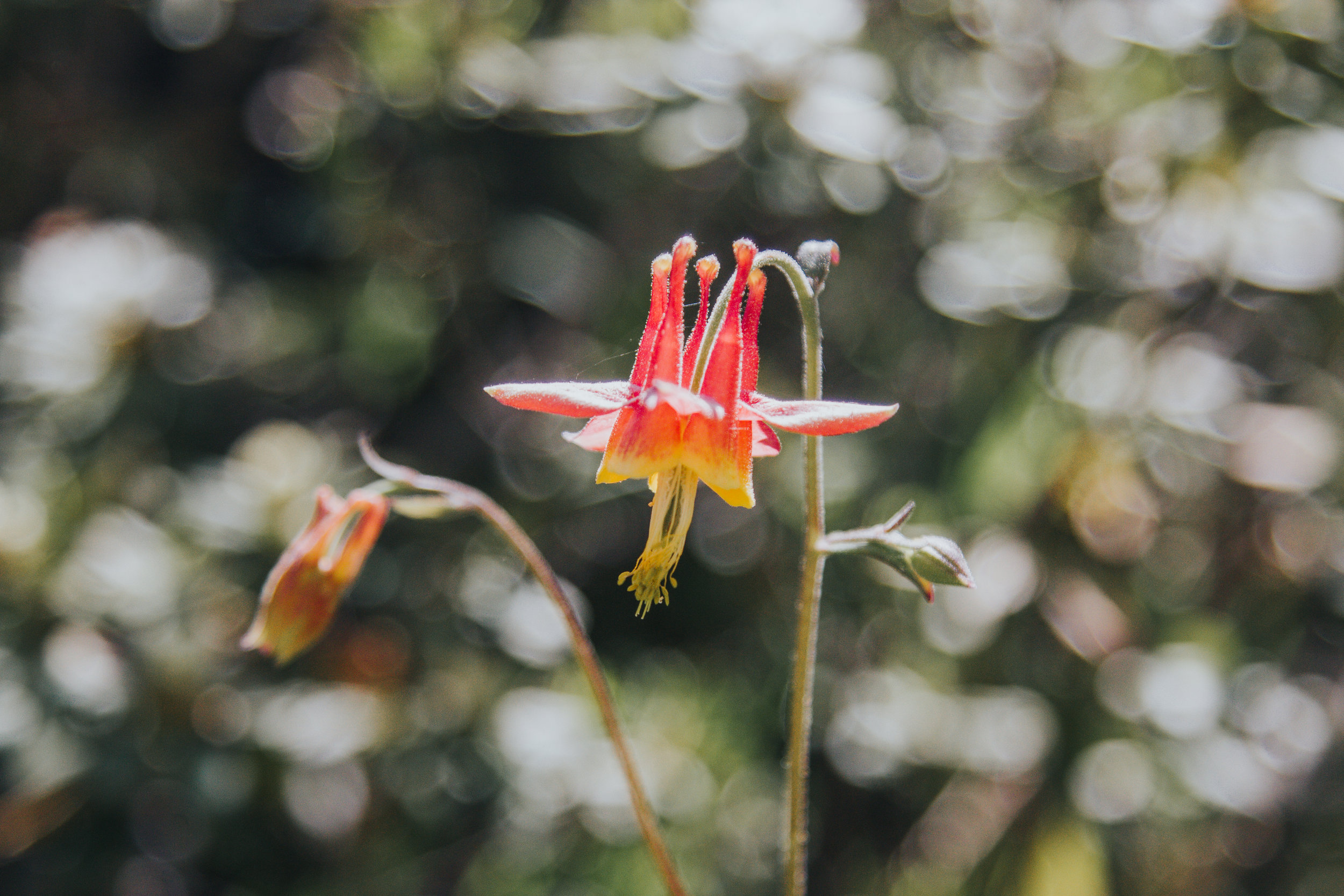 Sierra Nevada Wild Flowers  - Bessie Young Photography-37.jpg