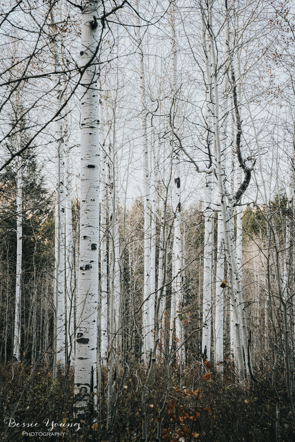 Alpine Loop Scenic Drive , Utah - Places to Visit in Utah by Adventuring of a Small Town Girl (ASTG)