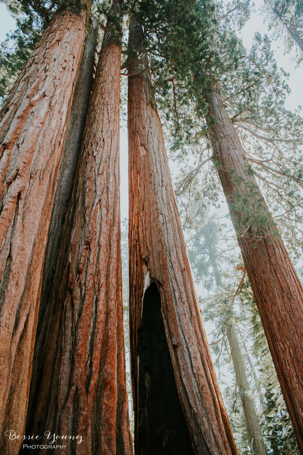 California National Parks List by Adventuring of a Small Town Girl (ASTG) - Sequoia National Park 