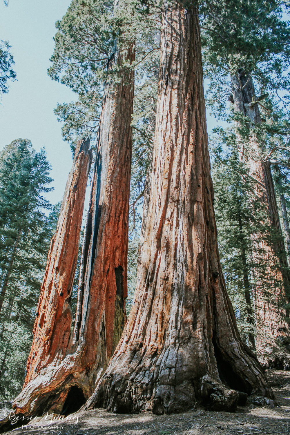 California National Parks List by Adventuring of a Small Town Girl (ASTG) - Sequoia National Park 