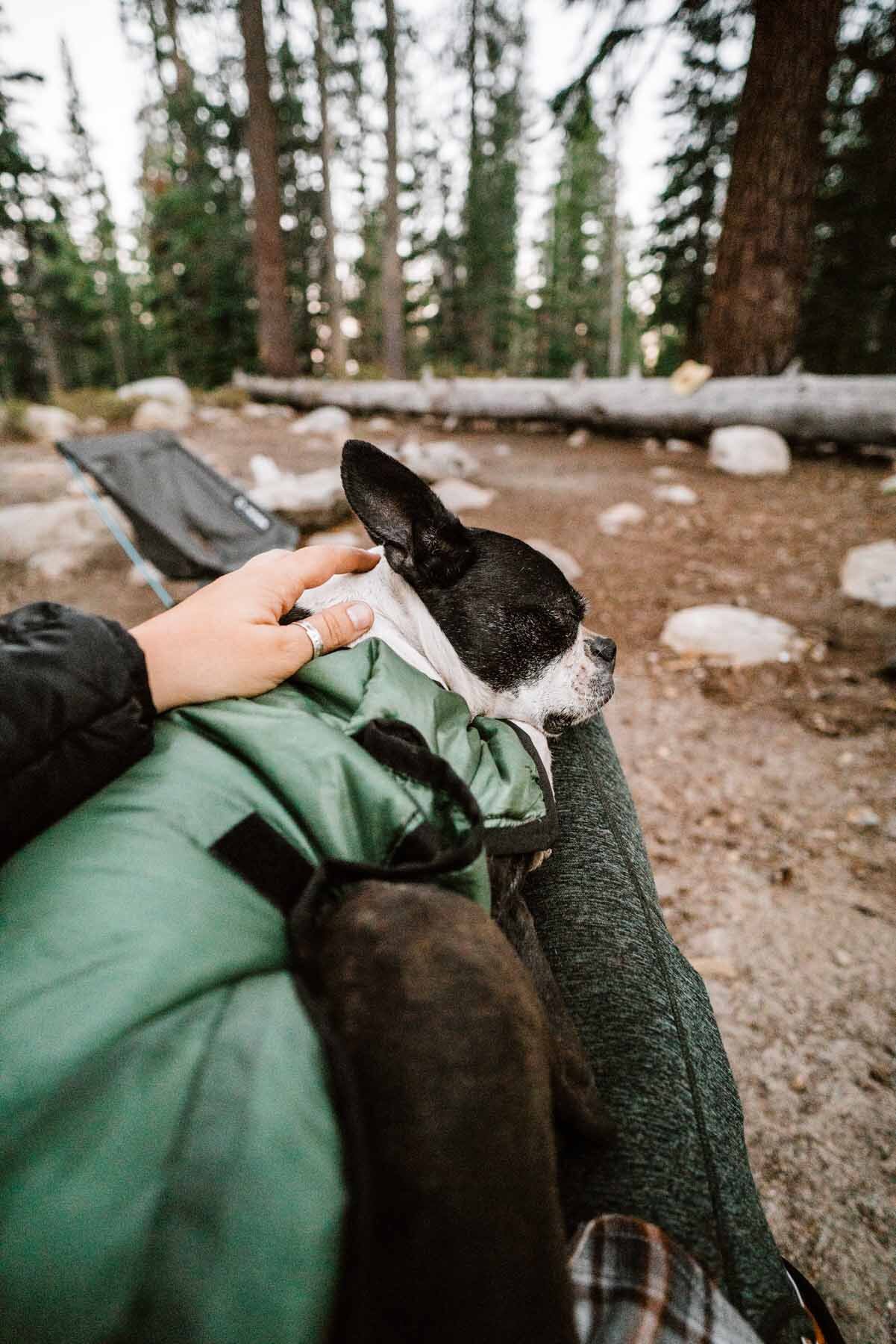 Must Have Backpacking Essentials for Your Dogs by Bessie Roaming