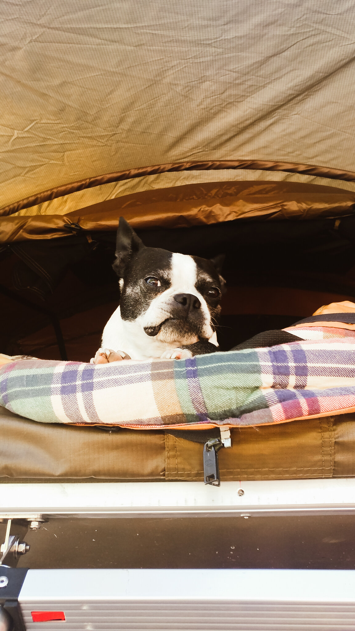 Must Have Camping Essentials For Dogs — Bessie Roaming