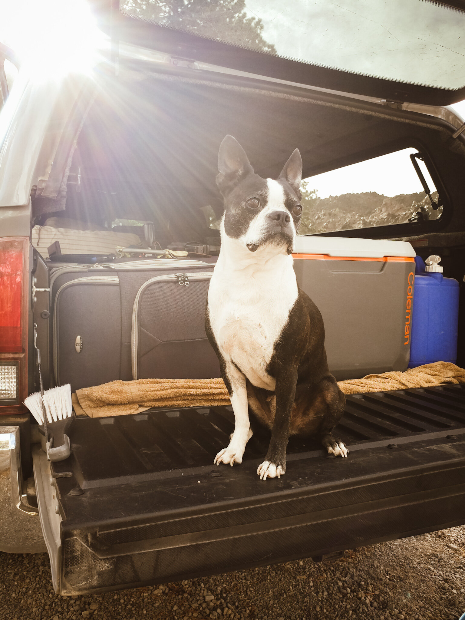 Must Have Camping Essentials for Dogs by Bessie Roaming