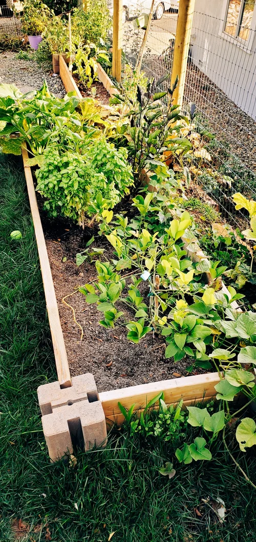 How to Make Vegetable Garden: A Beginner's Guide