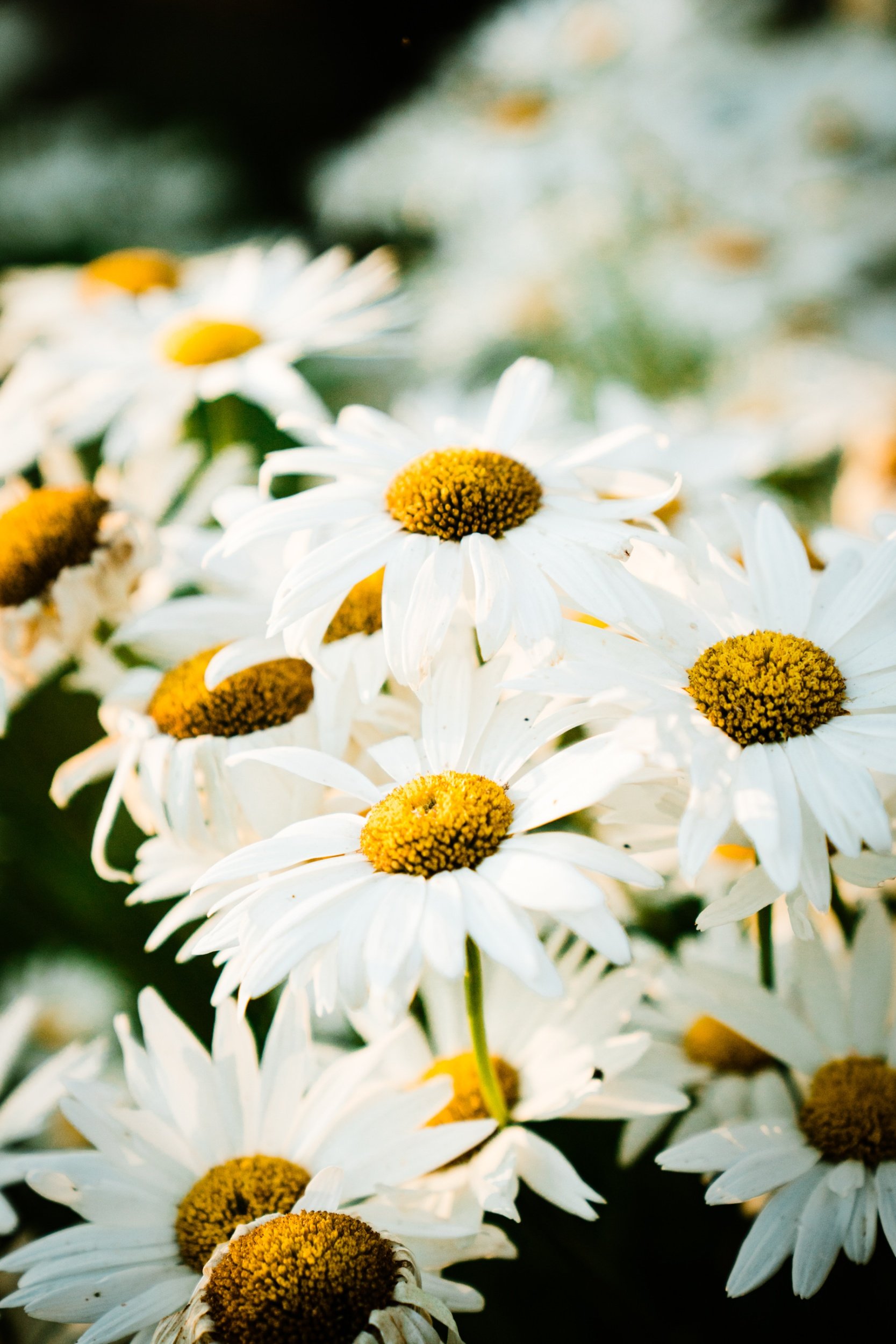 processed_Toni and Harold - Beltane Ranch Weddding - Bessie Young Photography-53.jpg