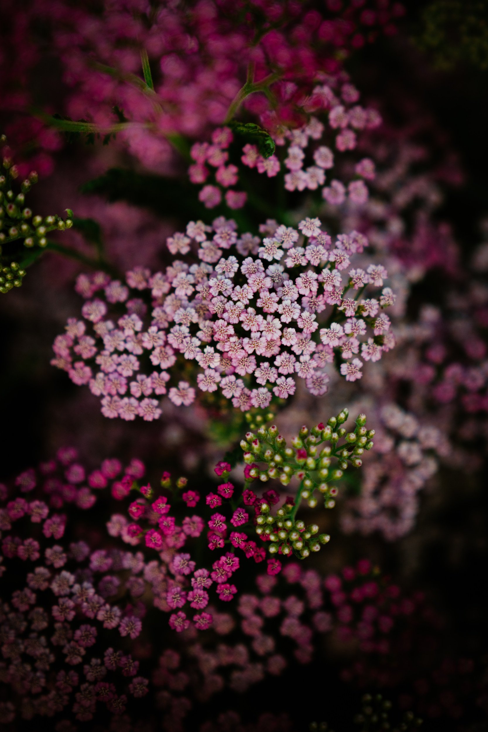 processed_Toni and Harold - Beltane Ranch Weddding - Bessie Young Photography-55.jpg