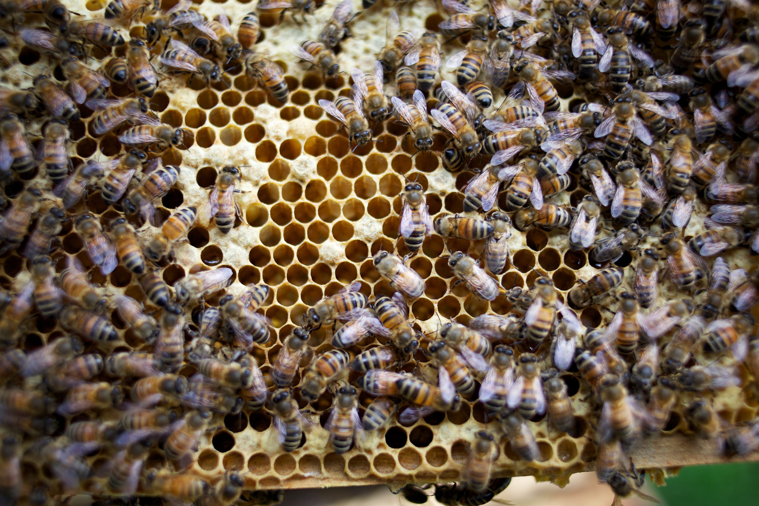bees-camilla-goddard-katie-hyams-reportage-03.jpg
