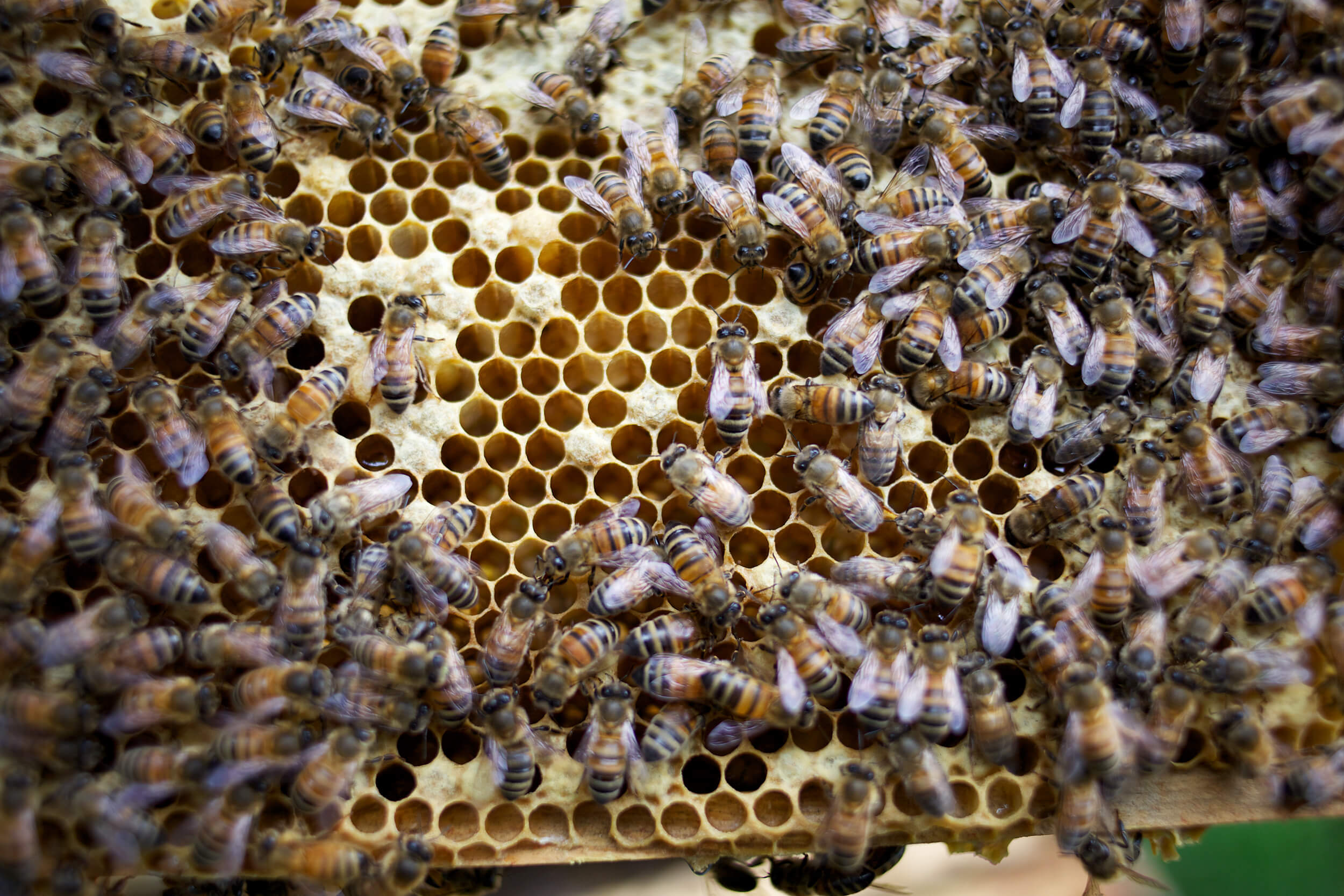 Bees on honeycomb