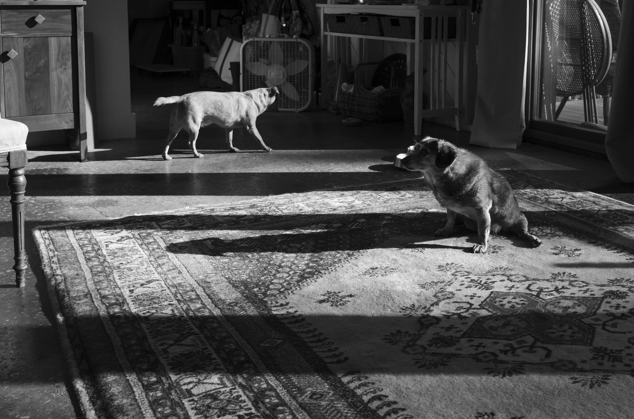 L1009172 copy.jpg
