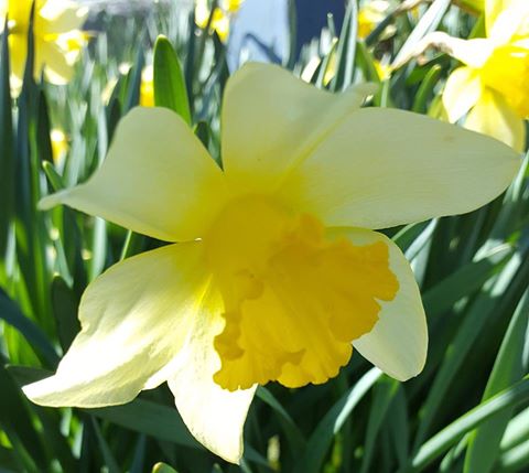 daffodil 6.jpg