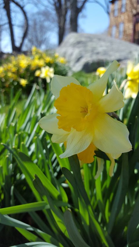 daffodil 7.jpg