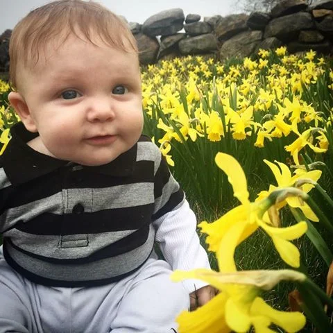 daffodil 8.jpg