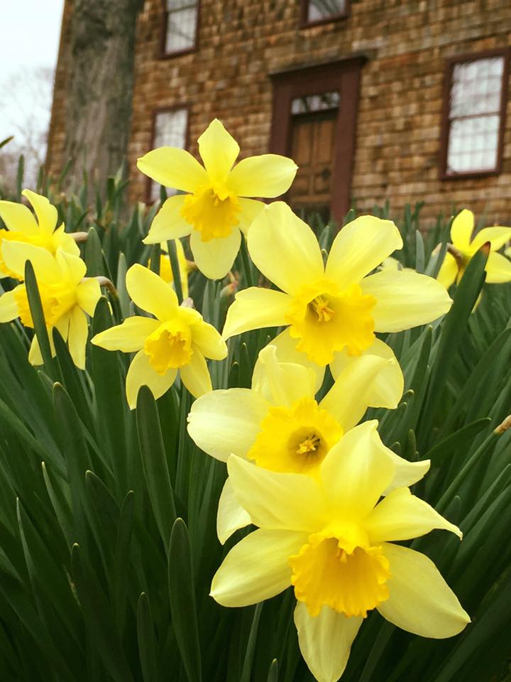 daffodil 13.jpg