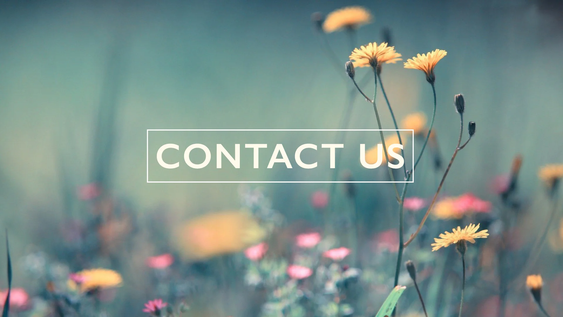 CONTACT US.jpg
