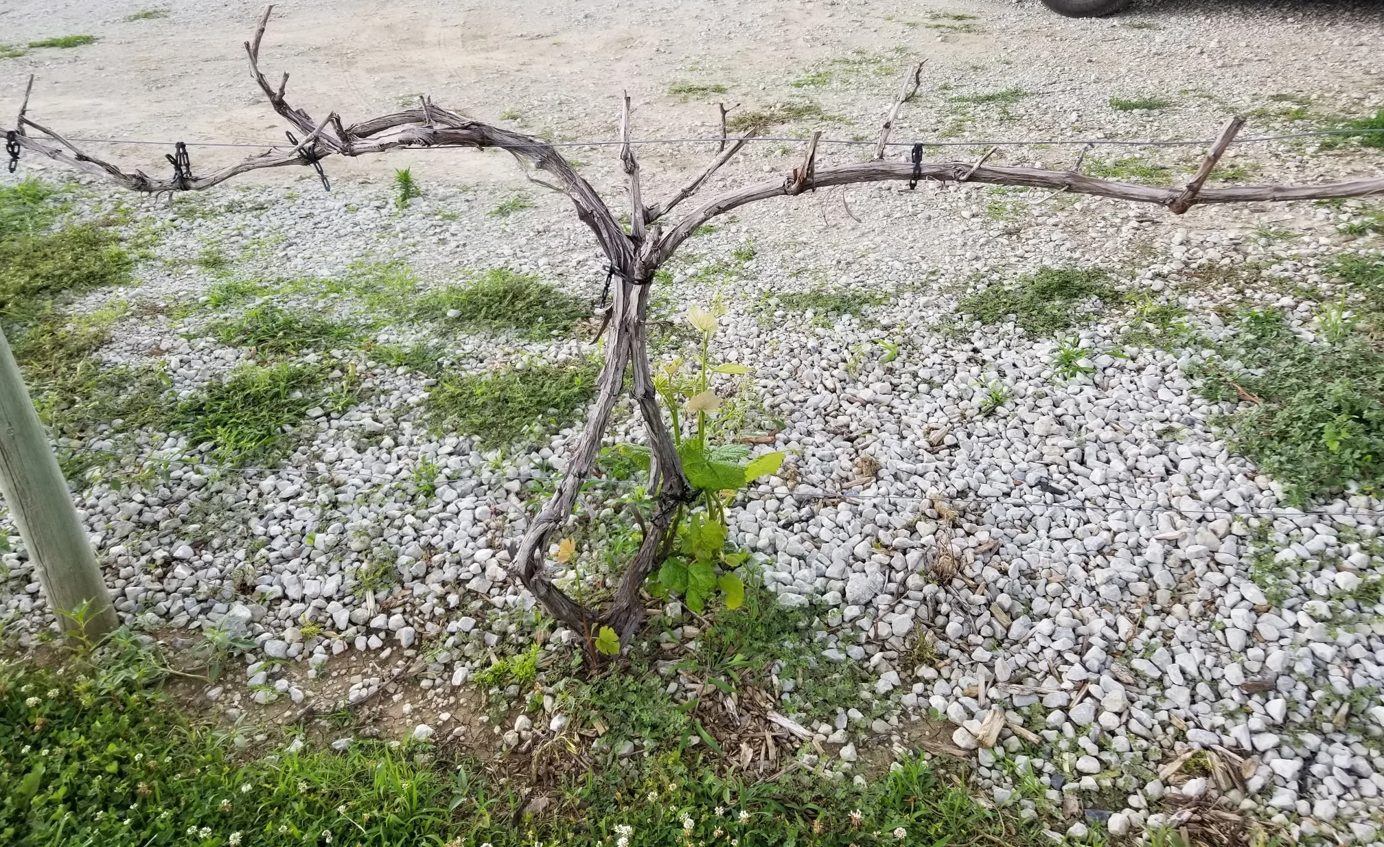 suffering vine.jpg