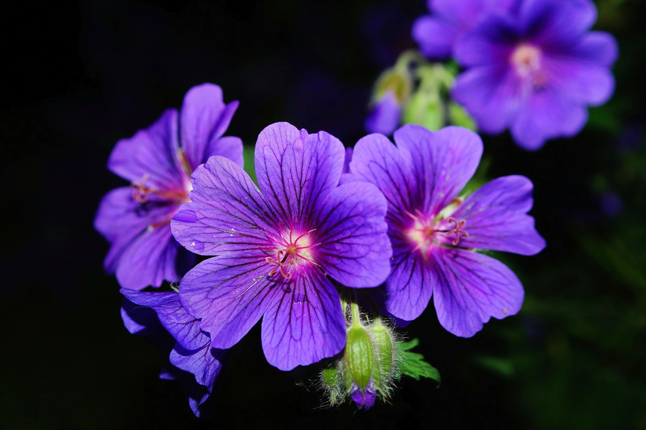 purple-5-petaled-flower-close-up-photography-55748.jpg