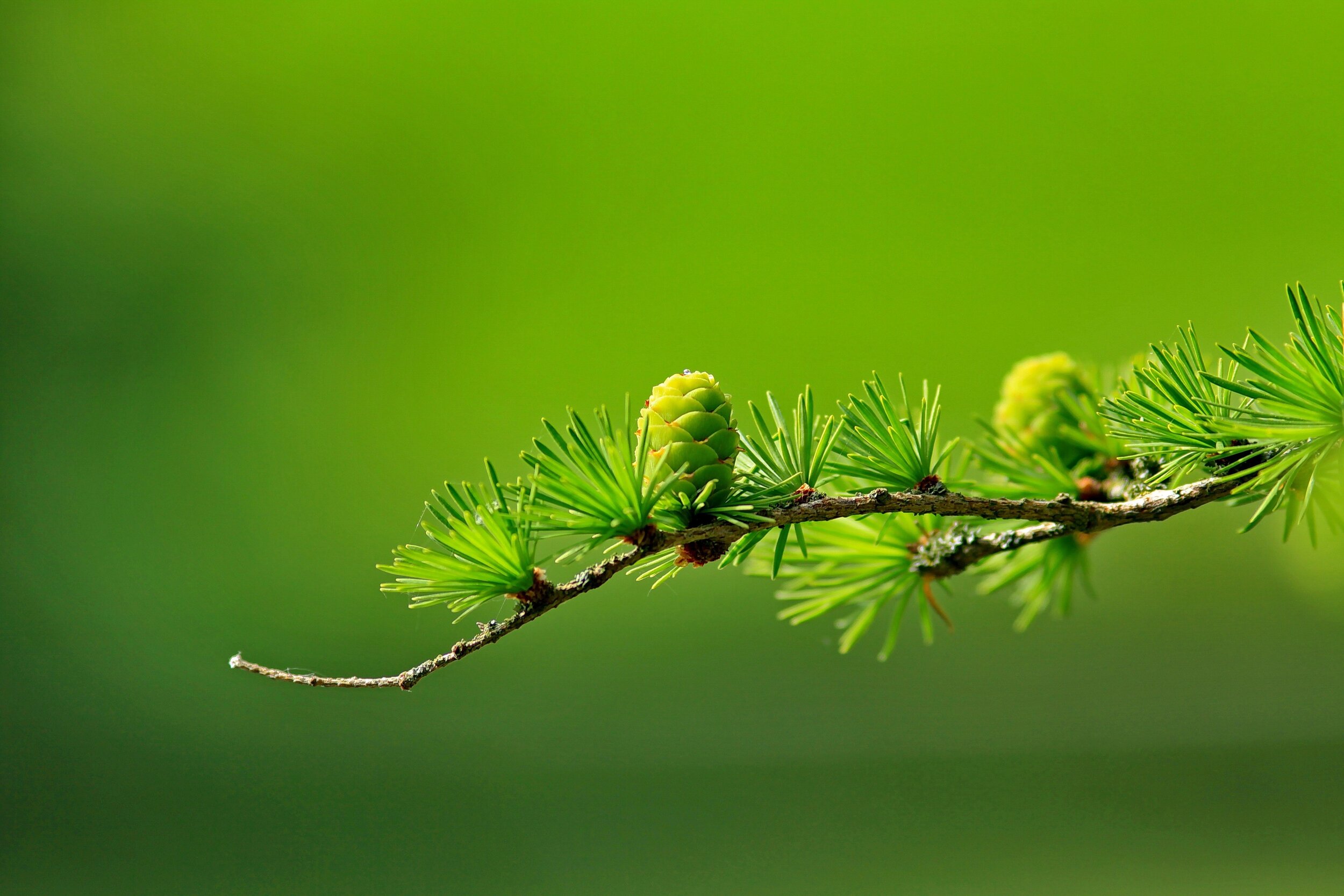green-tree-plant-leaves-40896.jpg