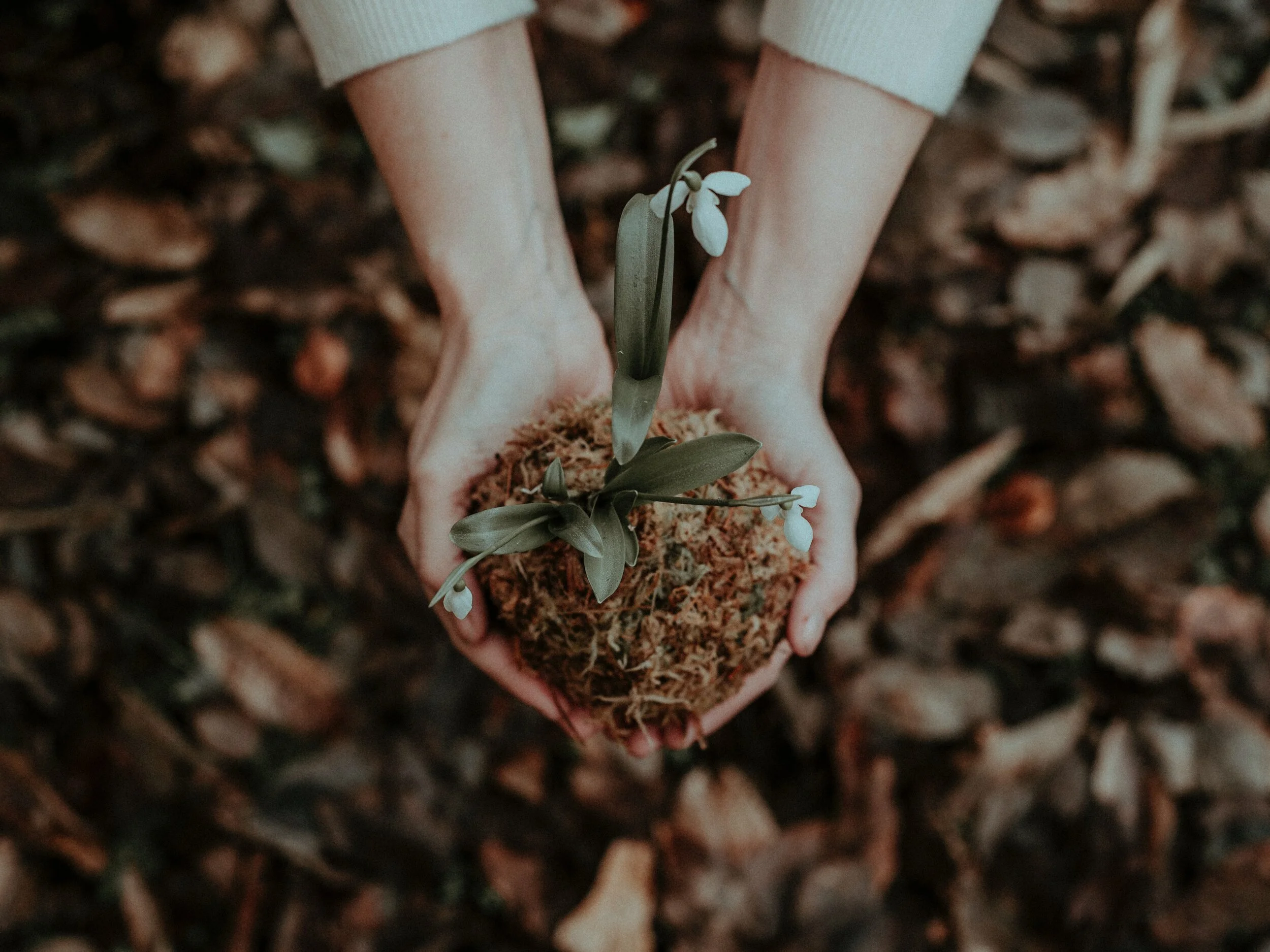 person-holding-white-flower-in-her-hands-3761142 (2).jpg