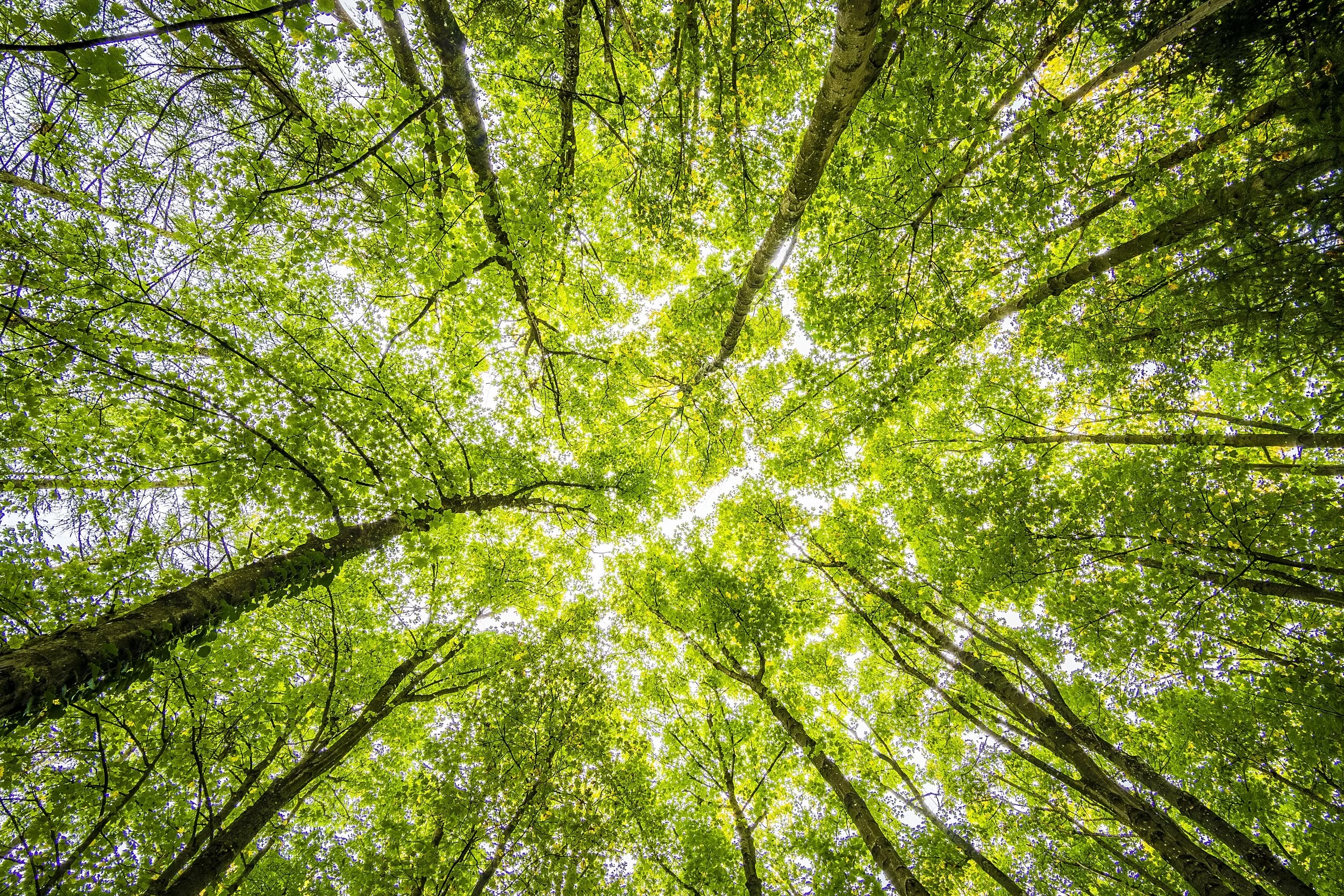 worms-eyeview-of-green-trees-957024 (3).jpg