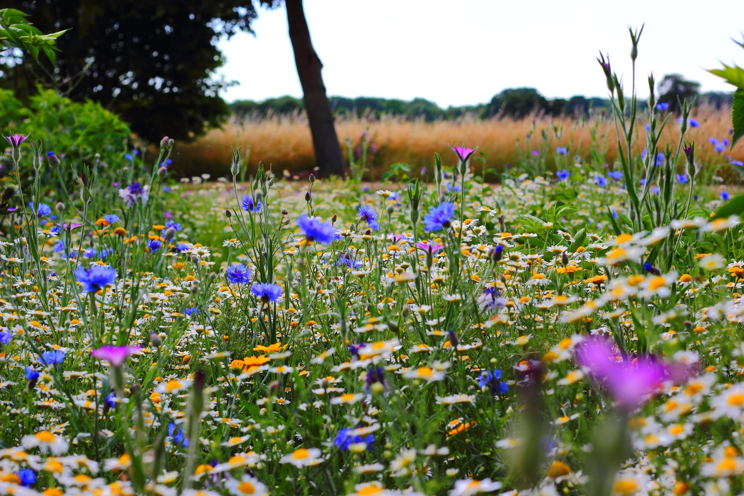 flowers-summer-meadow-wild-flowers-51548 (1).jpg
