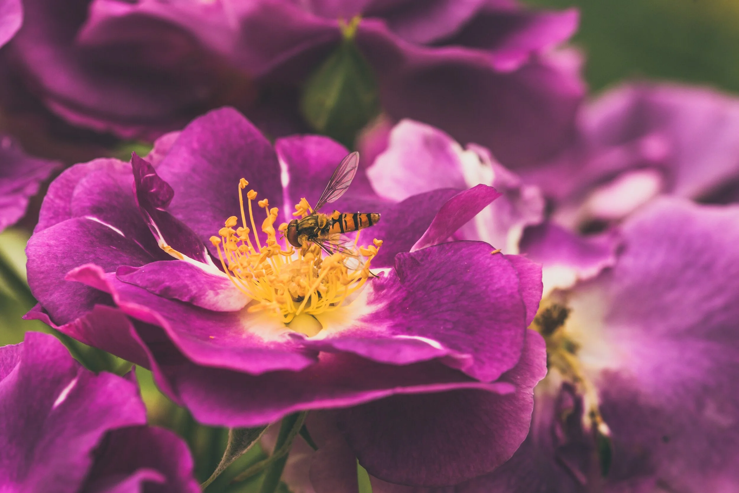 purple-petaled-flowers-2661592 (2).jpg