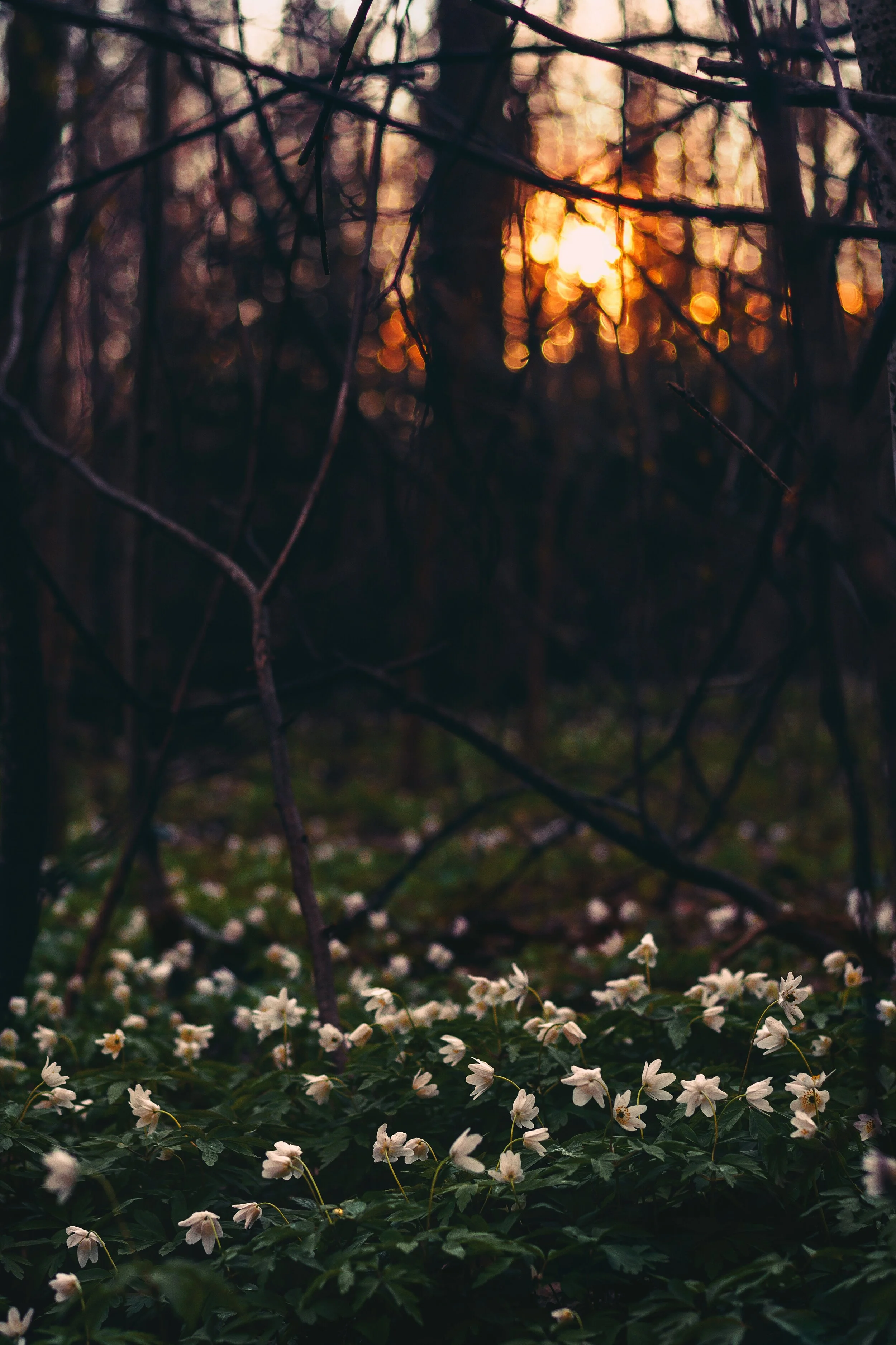 white-flower-field-under-twigs-759359.jpg