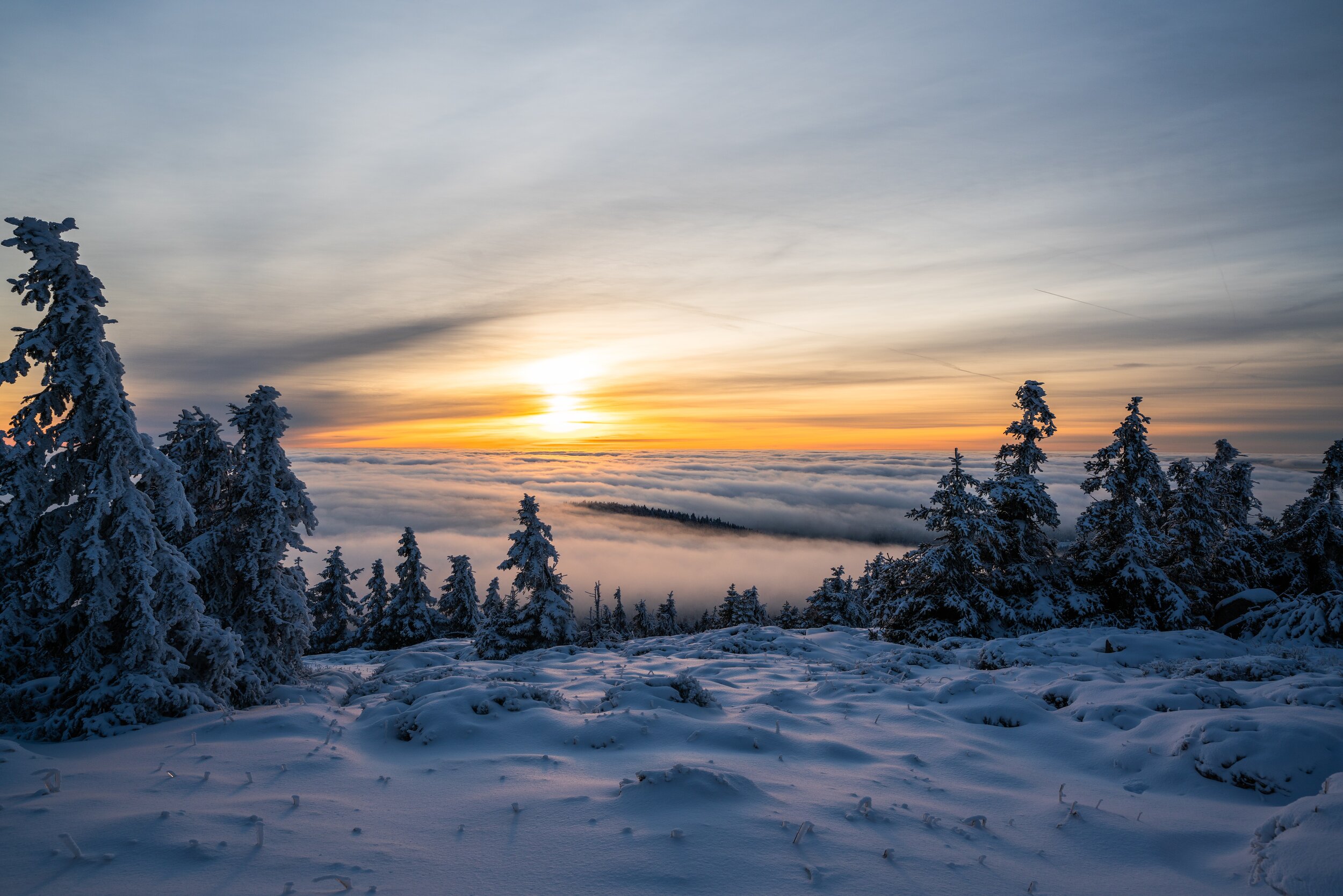trees-on-snowfield-during-golden-hour-3545807.jpg