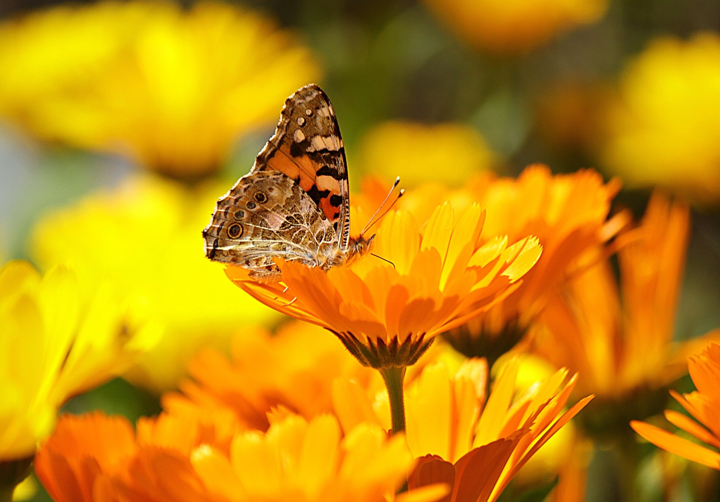 butterfly-perched-on-the-yellow-petaled-flower-during-65255.jpg