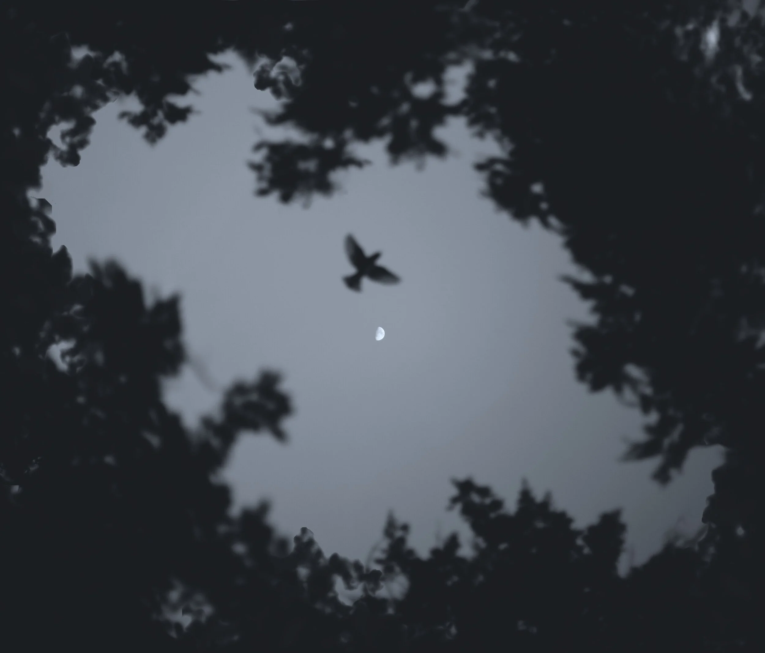 low-angle-photo-of-bird-flying-during-night-2314308 (2).jpg