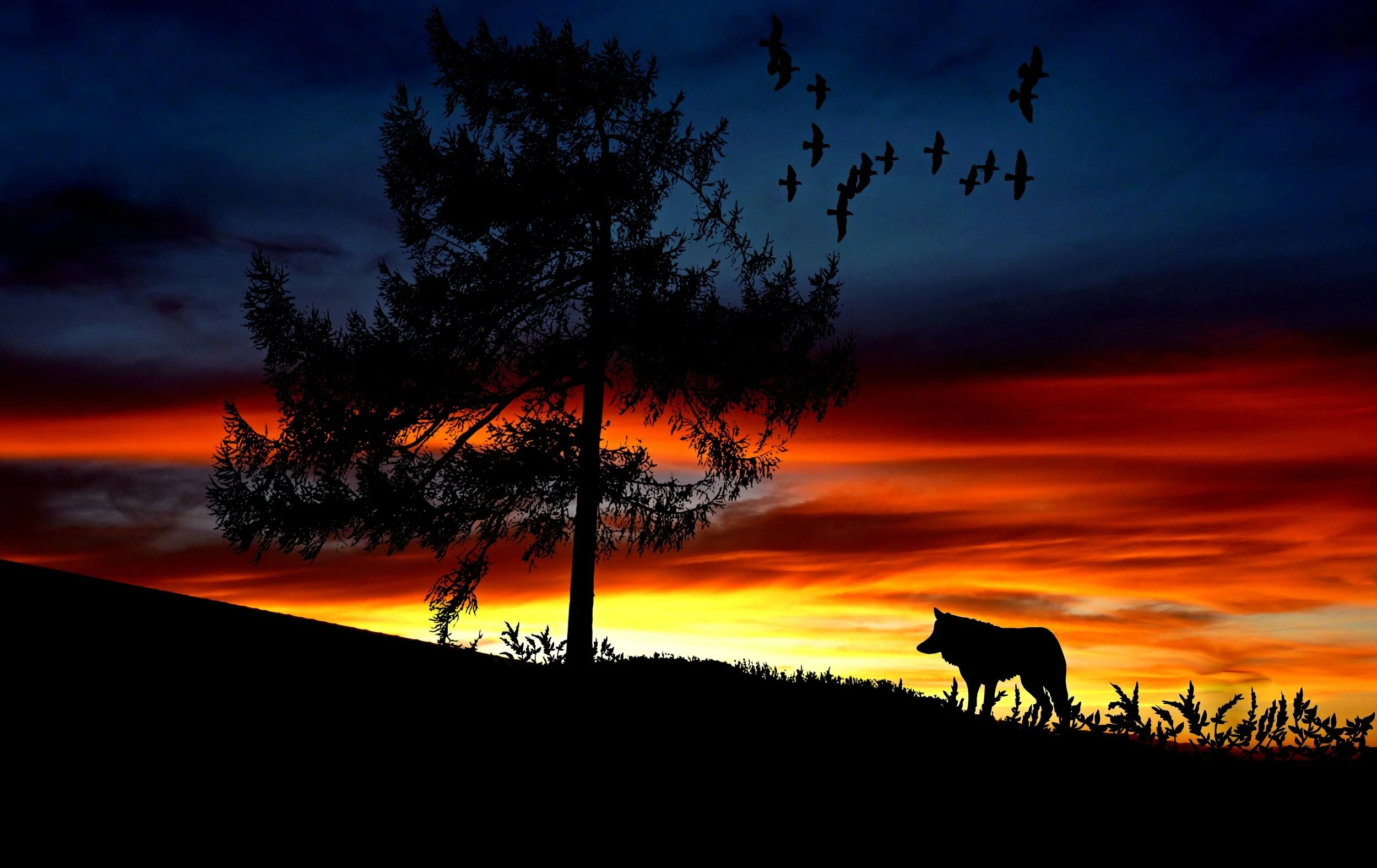 silhouette-dog-on-landscape-against-romantic-sky-at-sunset-247583.jpg