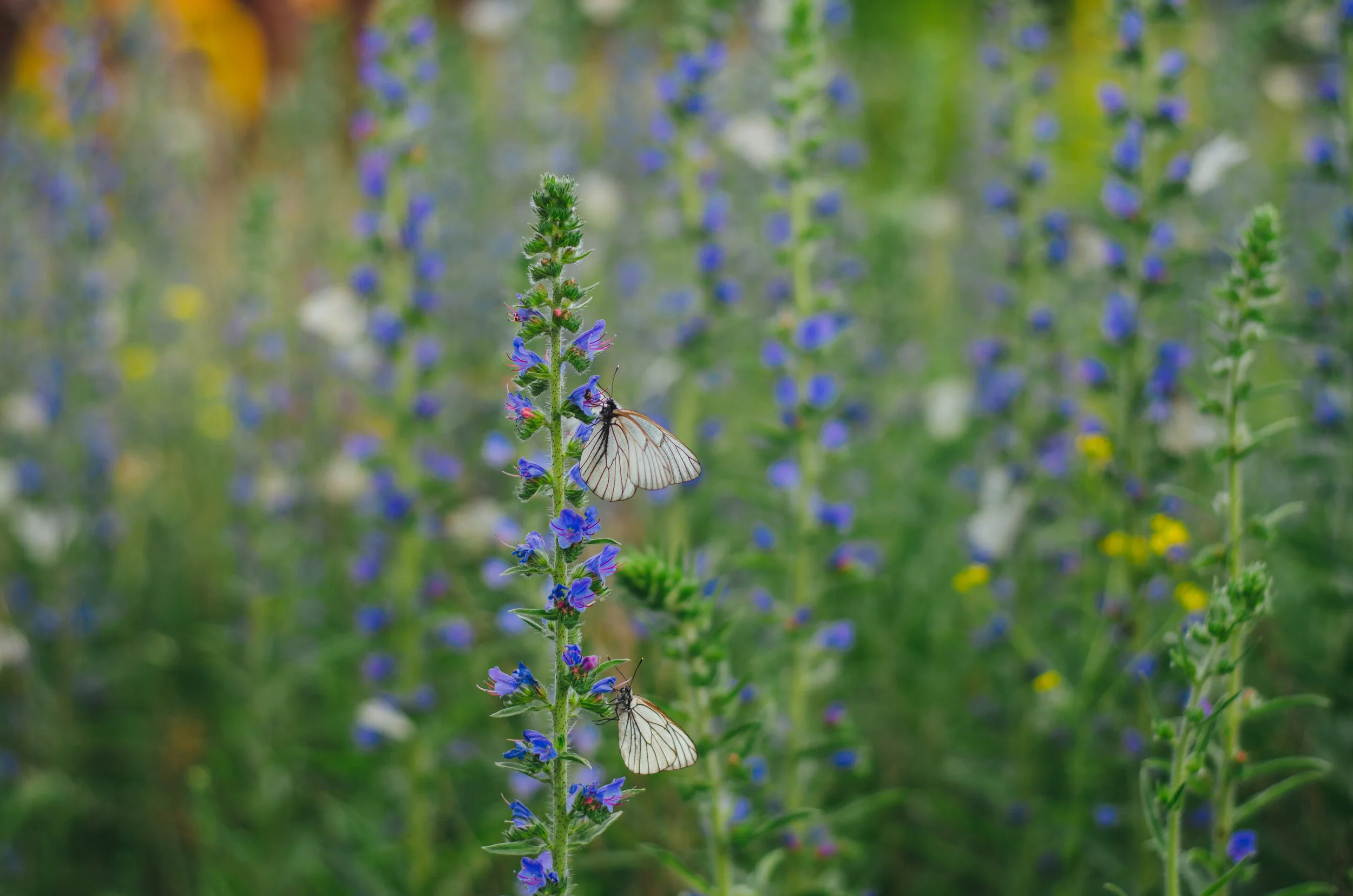 white-butterflies-on-purple-flower-130304.jpg