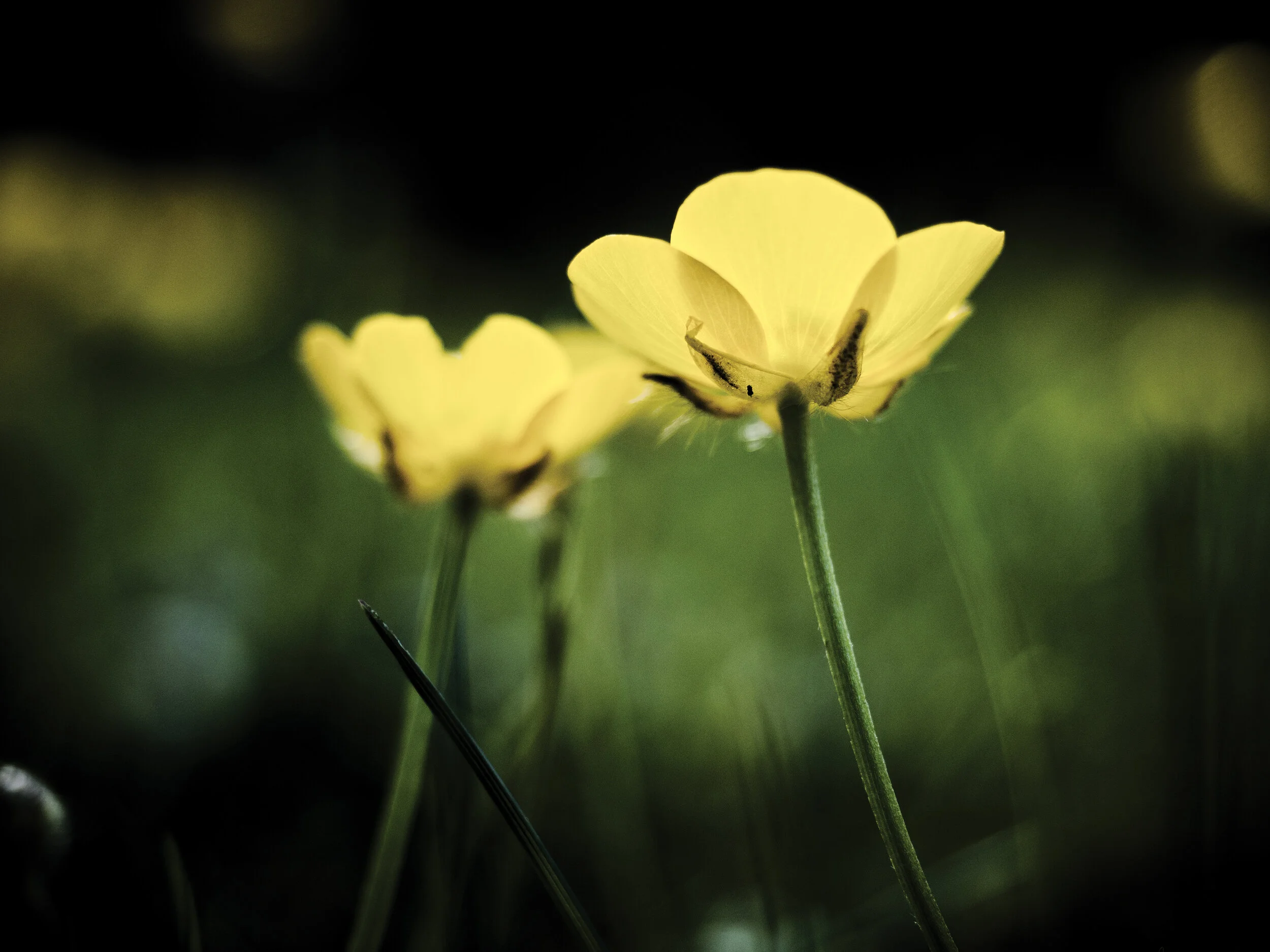 selective-focus-photography-of-yellow-flowers-2527441.jpg