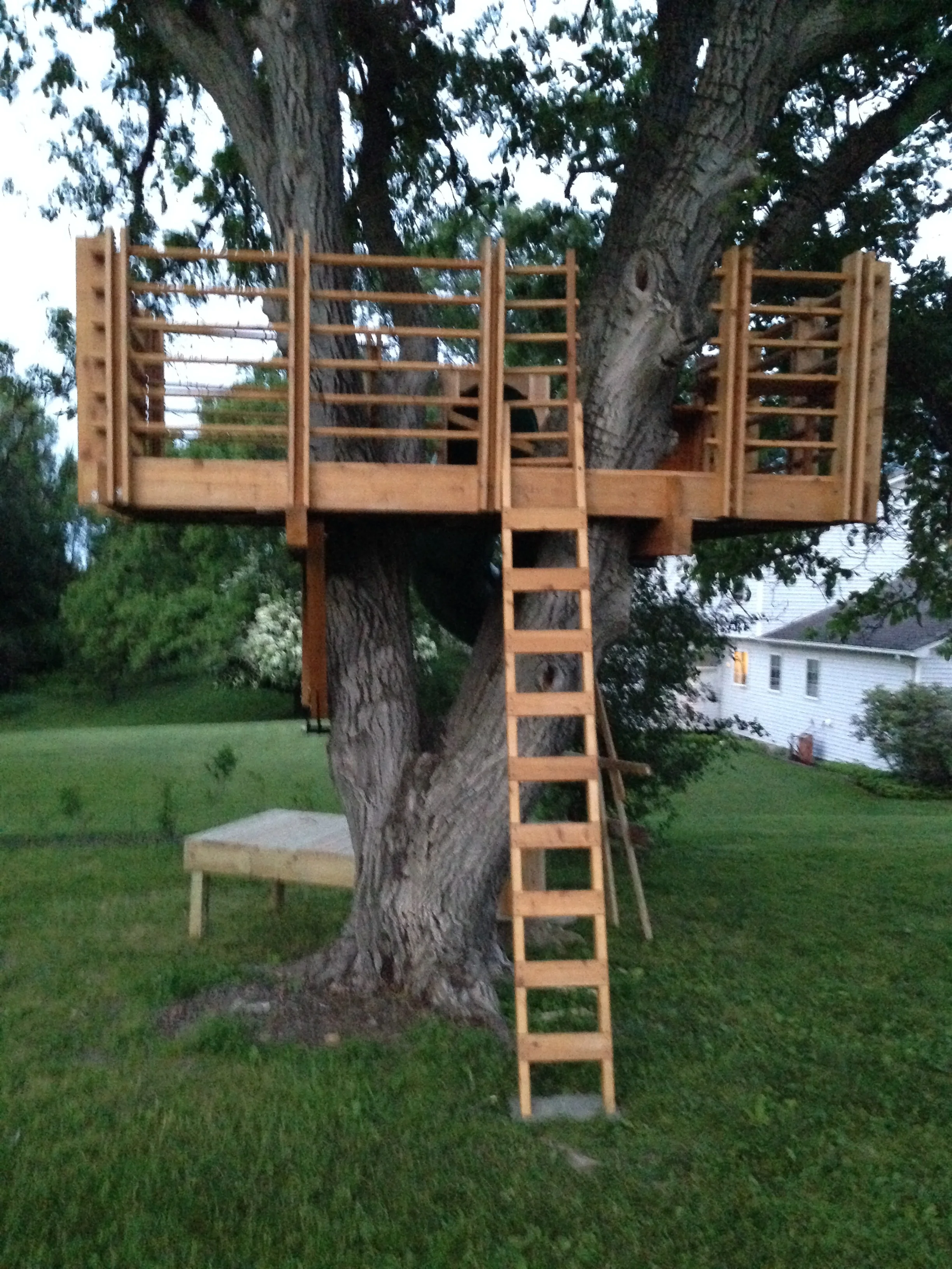 Tree Fort