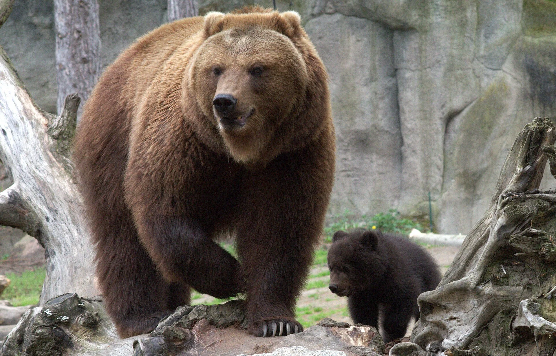 You've bear-ly heard of the benefits of bears