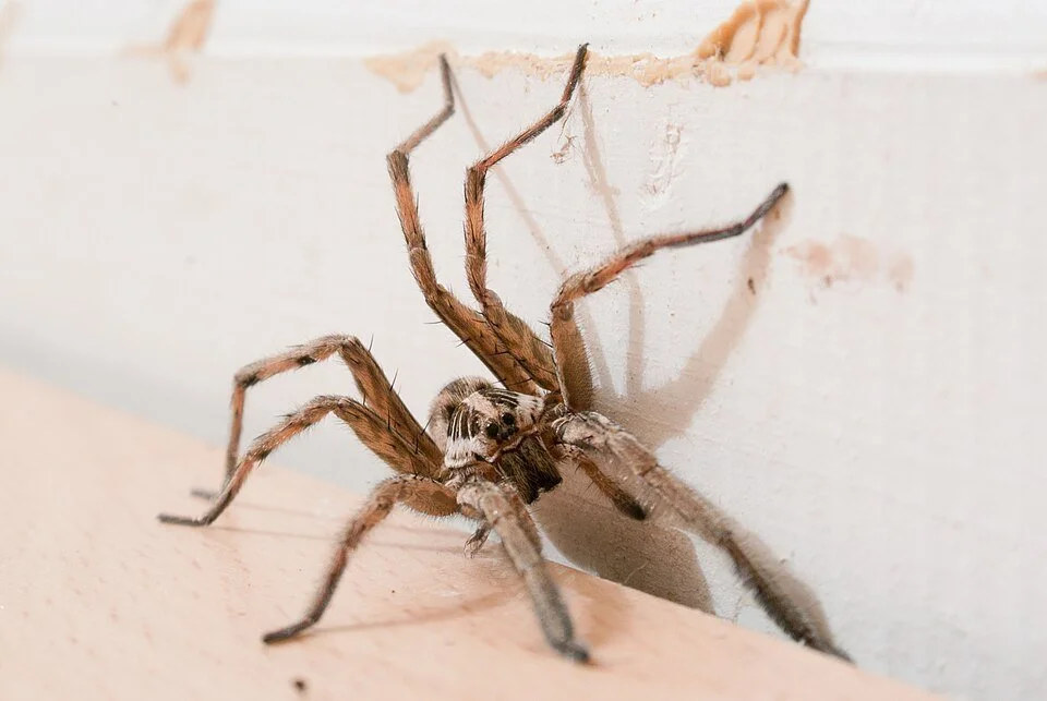Living with Fangs: Cool Facts About House Spiders with Travis McEnery