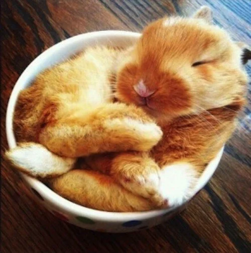 Cute Bunny