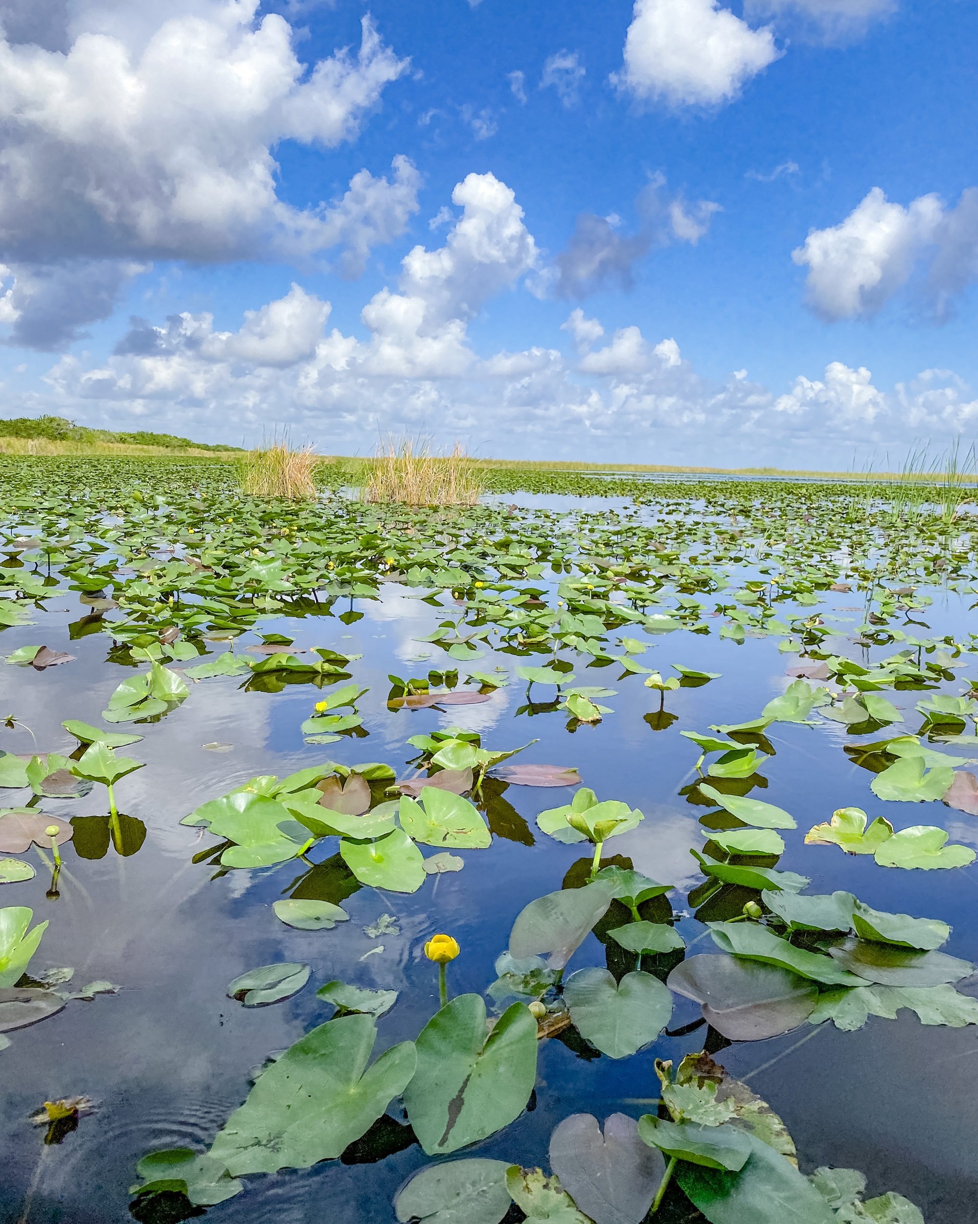 Everglades 