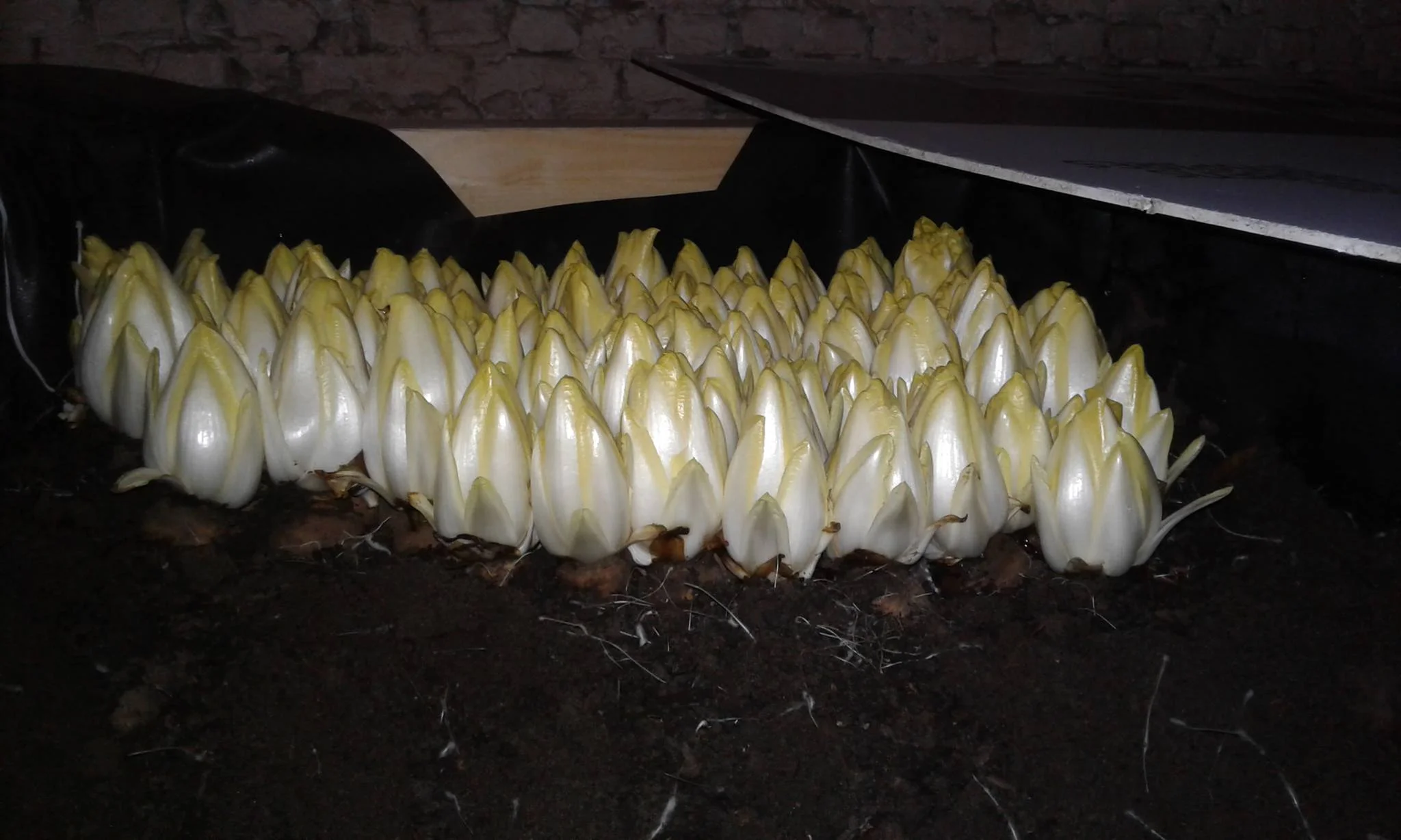 Het eerste witloof ‘Noordlof’ gekweekt in de kelders van de Sint-Amanduskerk (Fundament)