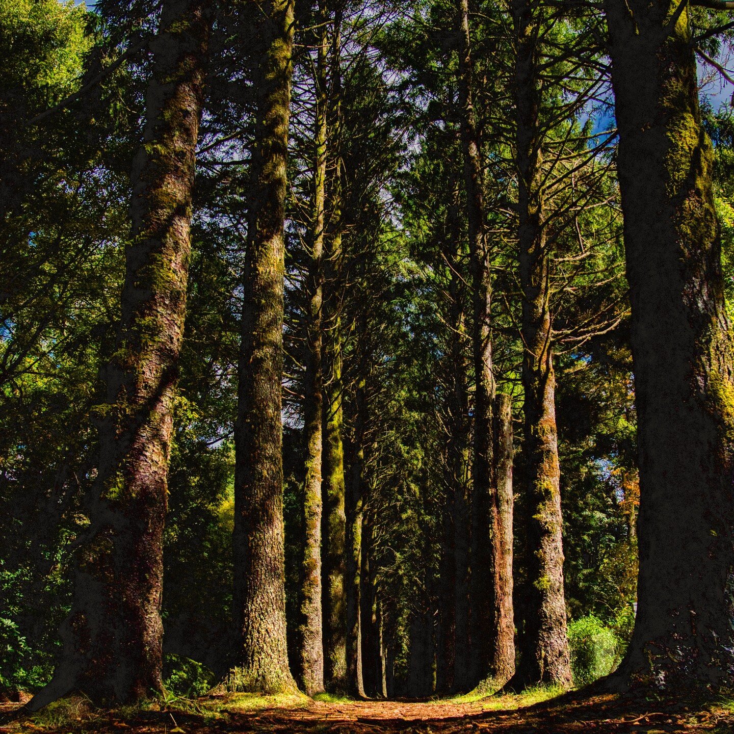 &ldquo;For in the true nature of things, if we rightly consider, each green tree is far more glorious than if it were made of gold and silver.&rdquo;

- Martin Luther King.
#mtwilson #bluemountains #sydneyexplores #beautifulau #localphotographer #syd