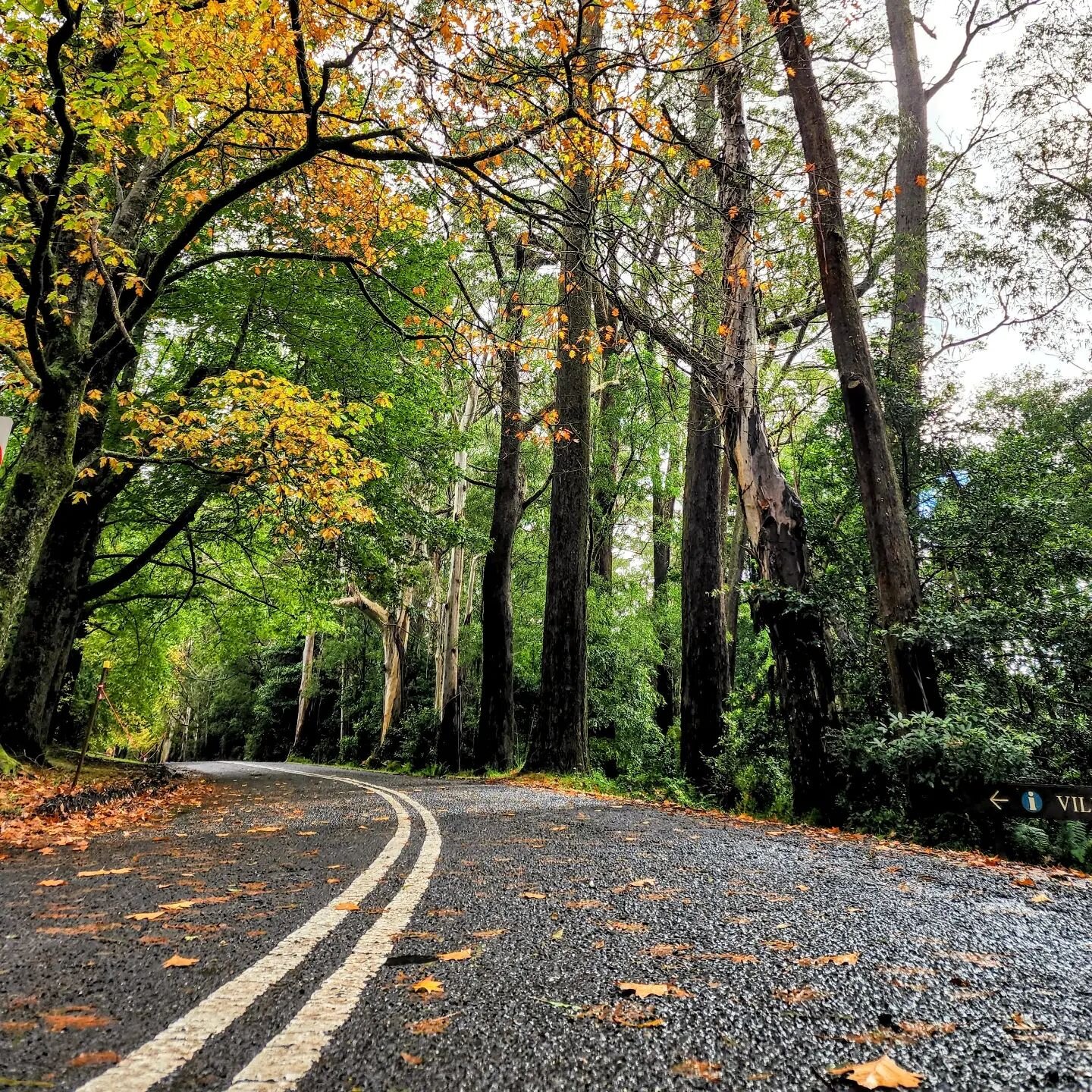 &ldquo;When you are reluctant to change, think of the beauty of autumn.&rdquo;

#autumn #travelaustralia #travelnsw #visitnsw #mtwilson #villegecentre #exploresydney #mycityisbetterthanyours #motivational #change #success #epicinsta #instadaily #foll