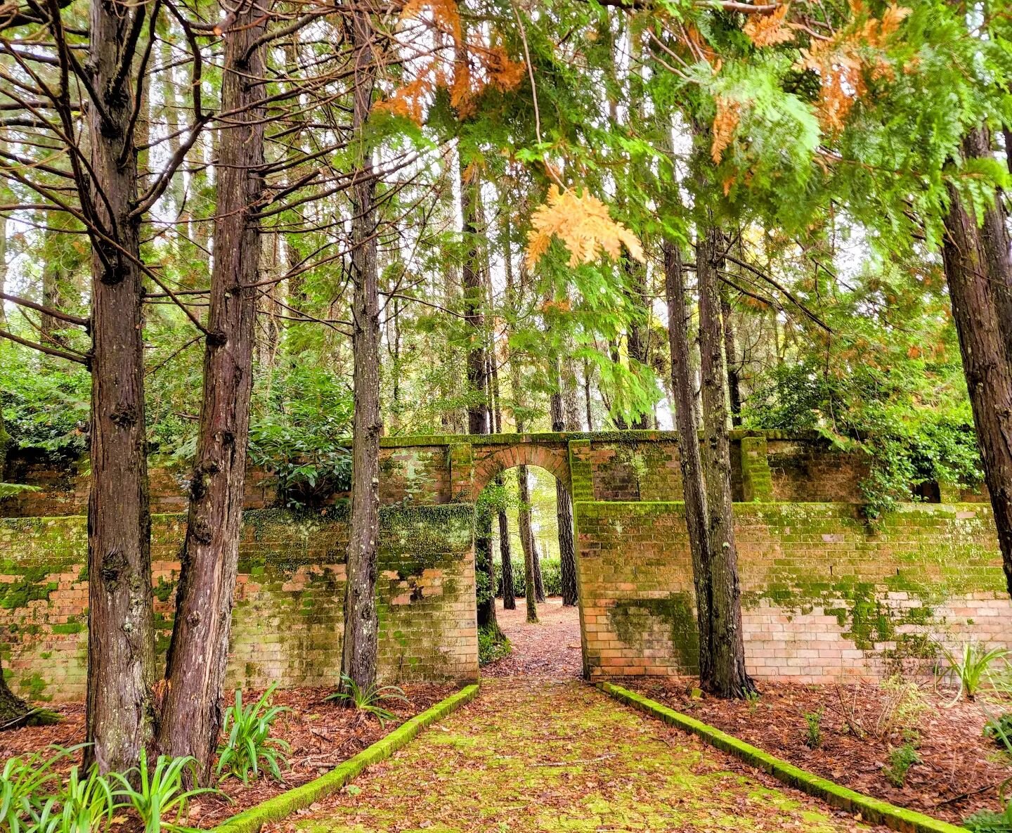 Bye bye Autumn! It was so great seeing you!

#breenholdgardensaustralia🍁 #autumn #tallrrees #trees #photooftheday #imageoftheday #instaoftheday #australiagram  #visitnsw #australianwonders #wonderful_places #mbdigitalphotography #visitaustralia #wes