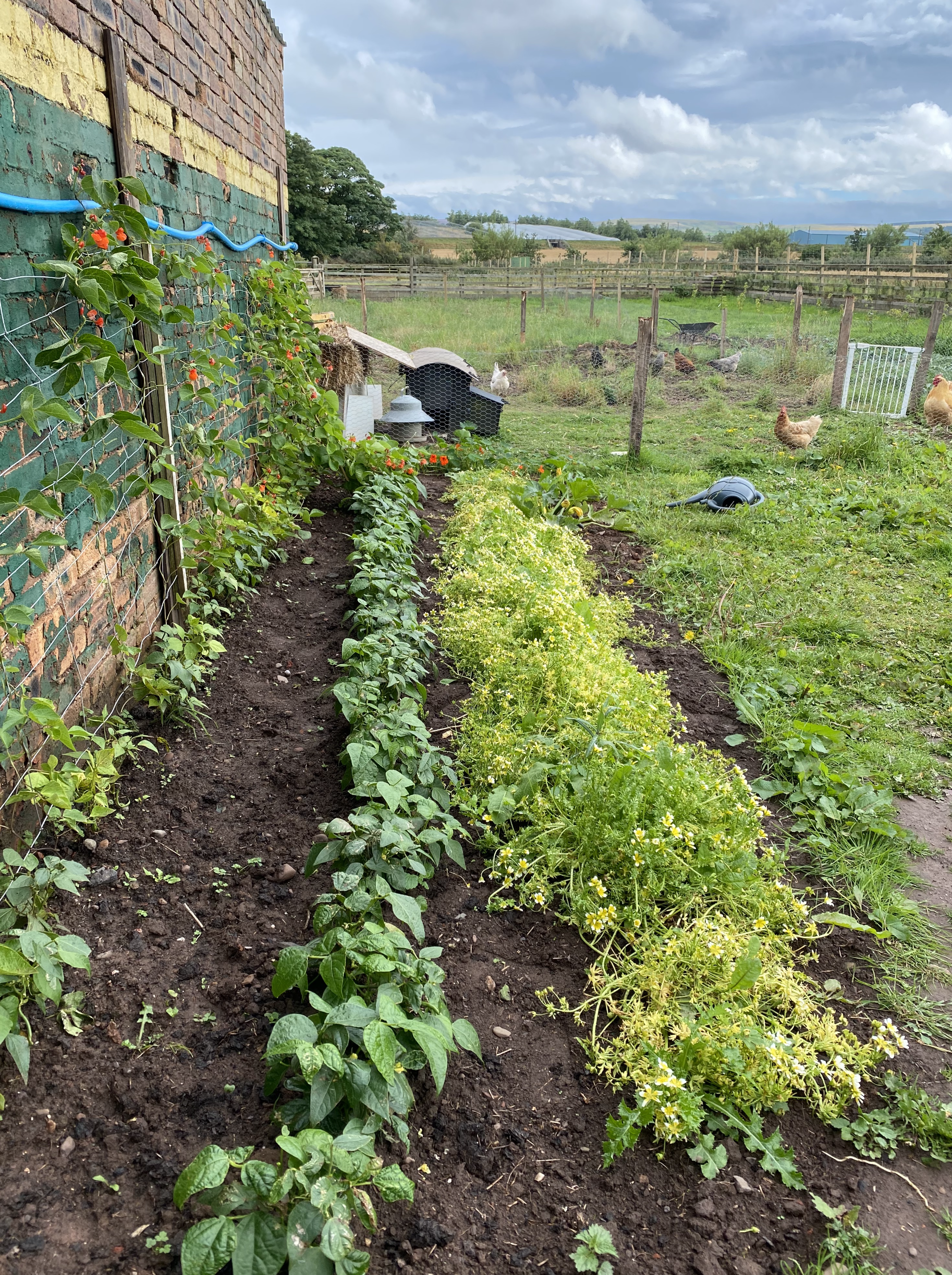 planting vegetable 