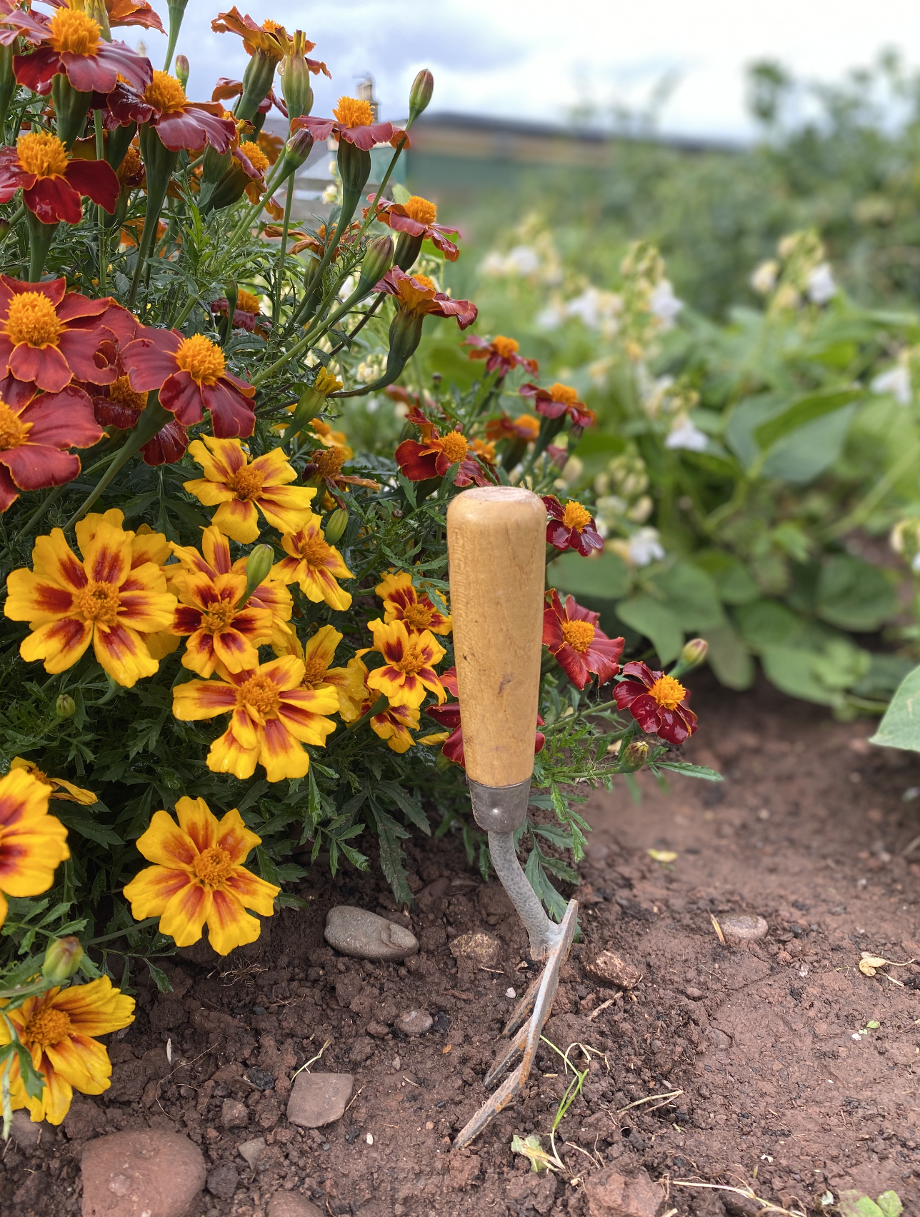 digging in the garden 