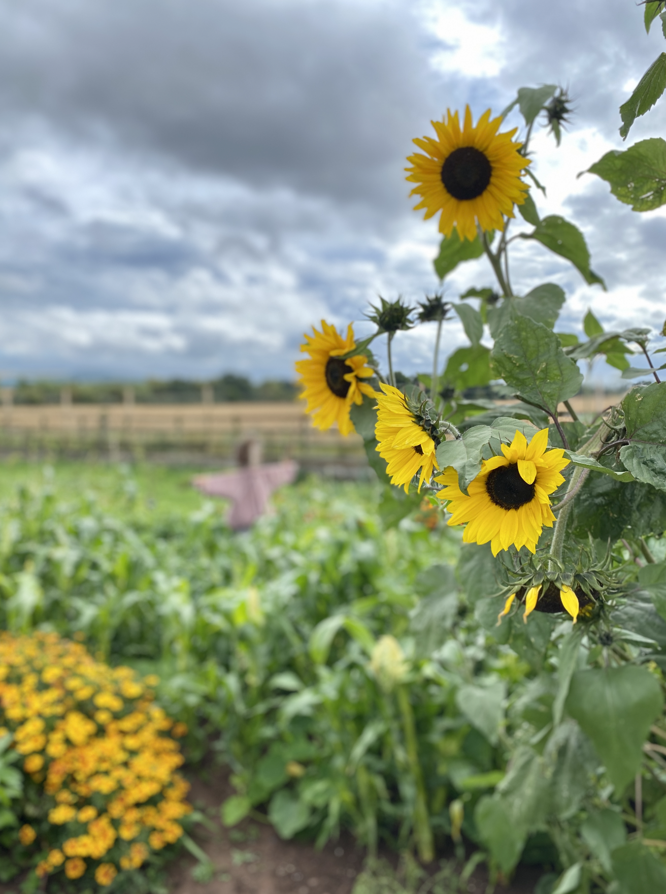 sunflowers