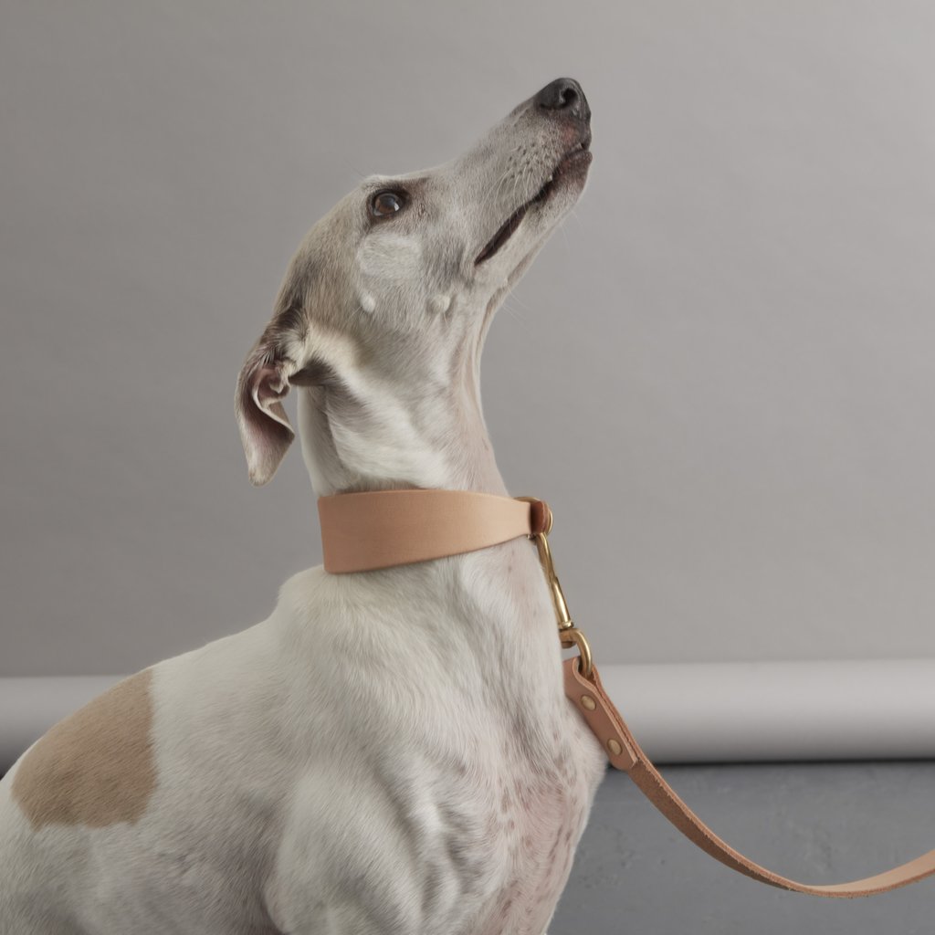 Whippet Style.jpg