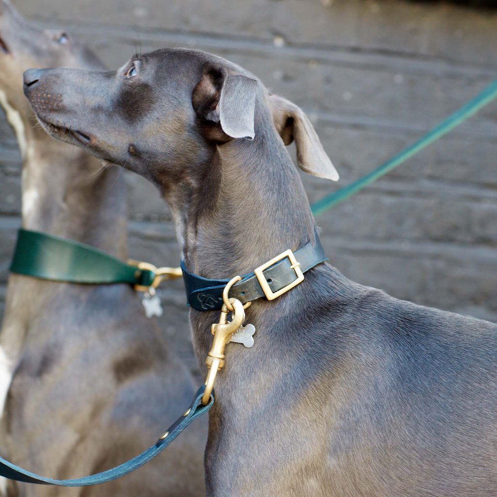Fetch_and_Follow_Navy_Leather_Hound_Collar_and_Lead_Crop_77ae1767-eb7a-4385-aa35-001bd1cba06a_1024x1024.jpg