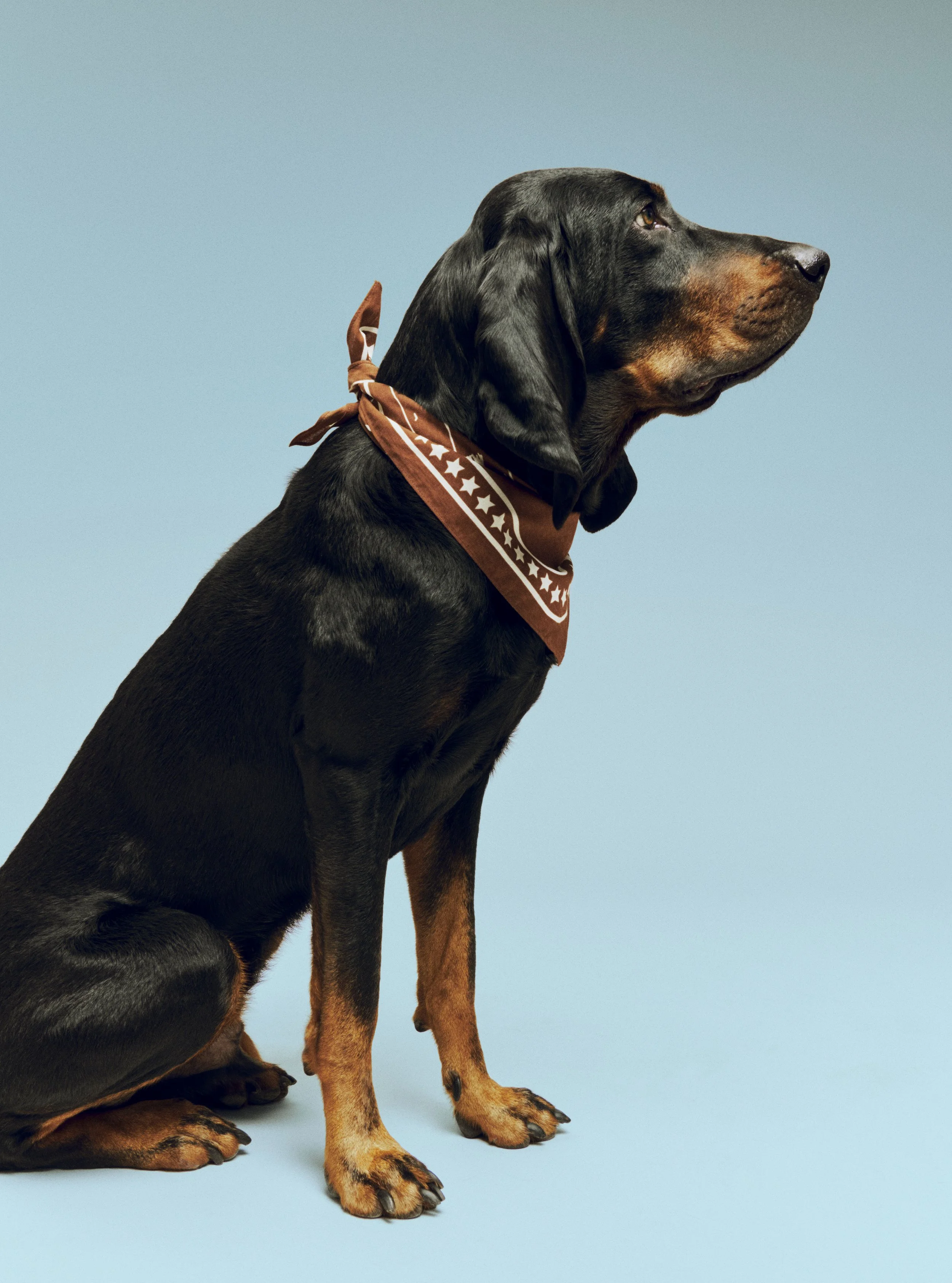 HAY Dogs Scarf Recycled brown.jpg